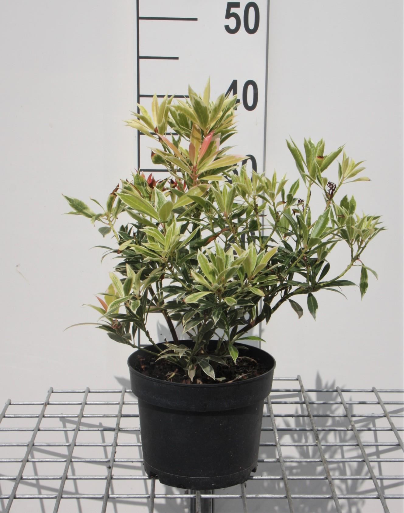 Pieris'Flaming Silver'- pot 2L - 20-30 cm afbeelding