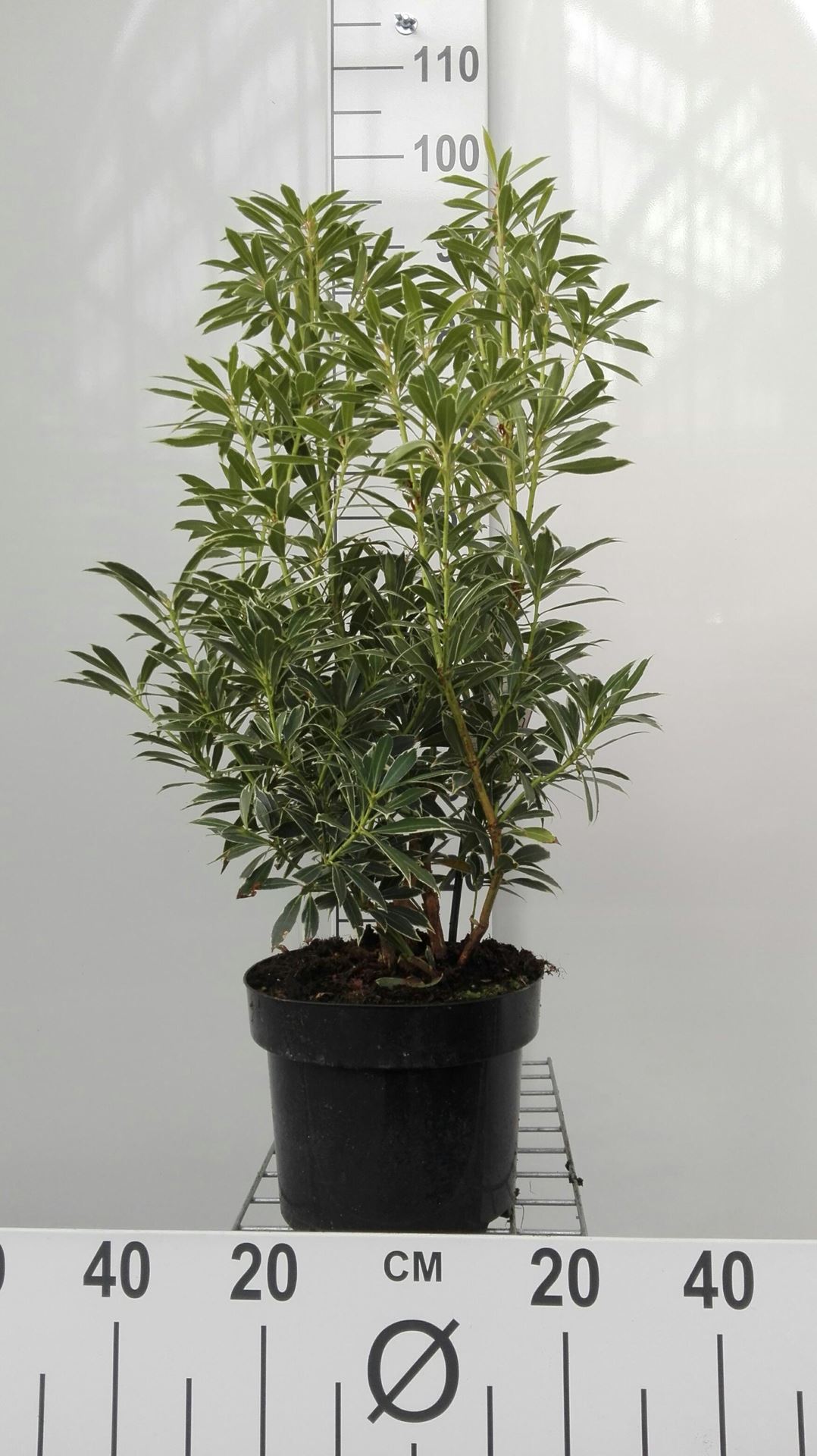 Pieris'Flaming Silver'- pot 5L - 30-40 cm afbeelding
