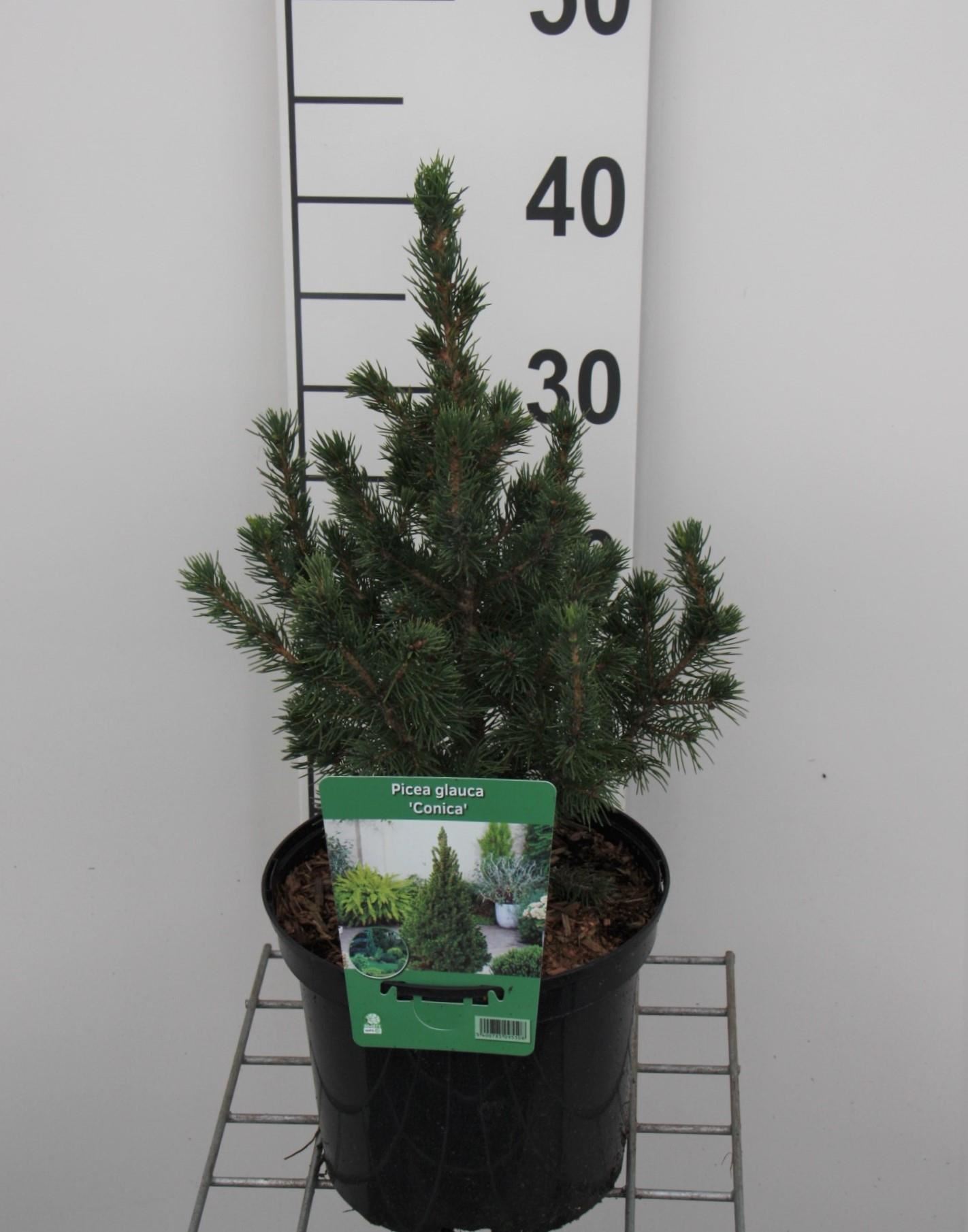 Picea glauca'Conica'- pot - 30-40 cm - afbeelding