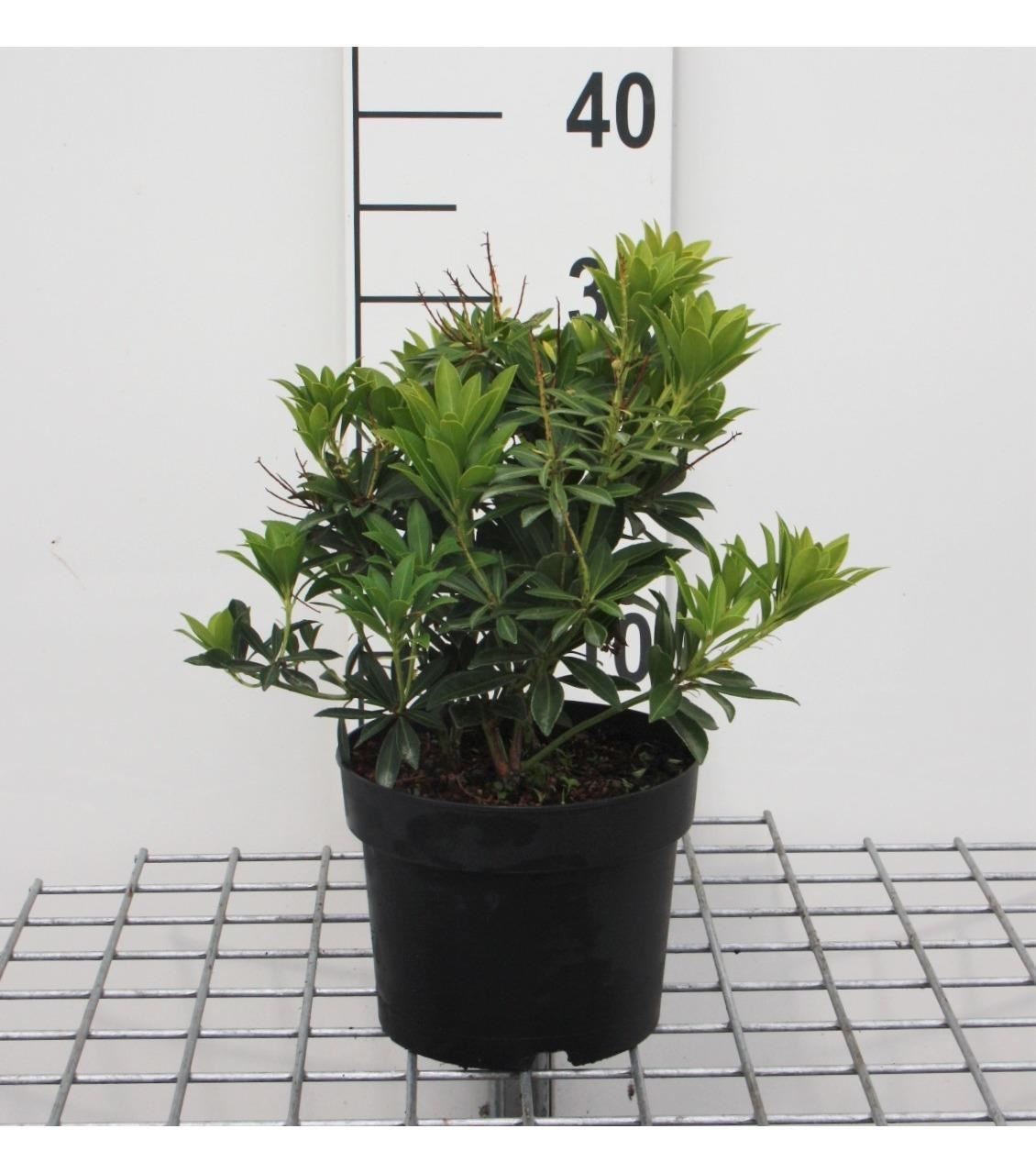 Pieris japonica'Debutante'- pot 2L - 20-30 cm afbeelding