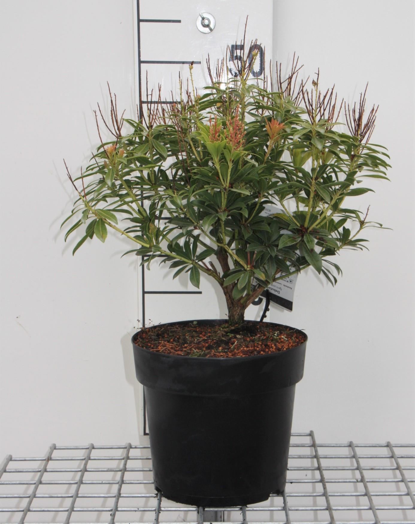 Pieris japonica 'Debutante' - pot 5L - 30-40 cm