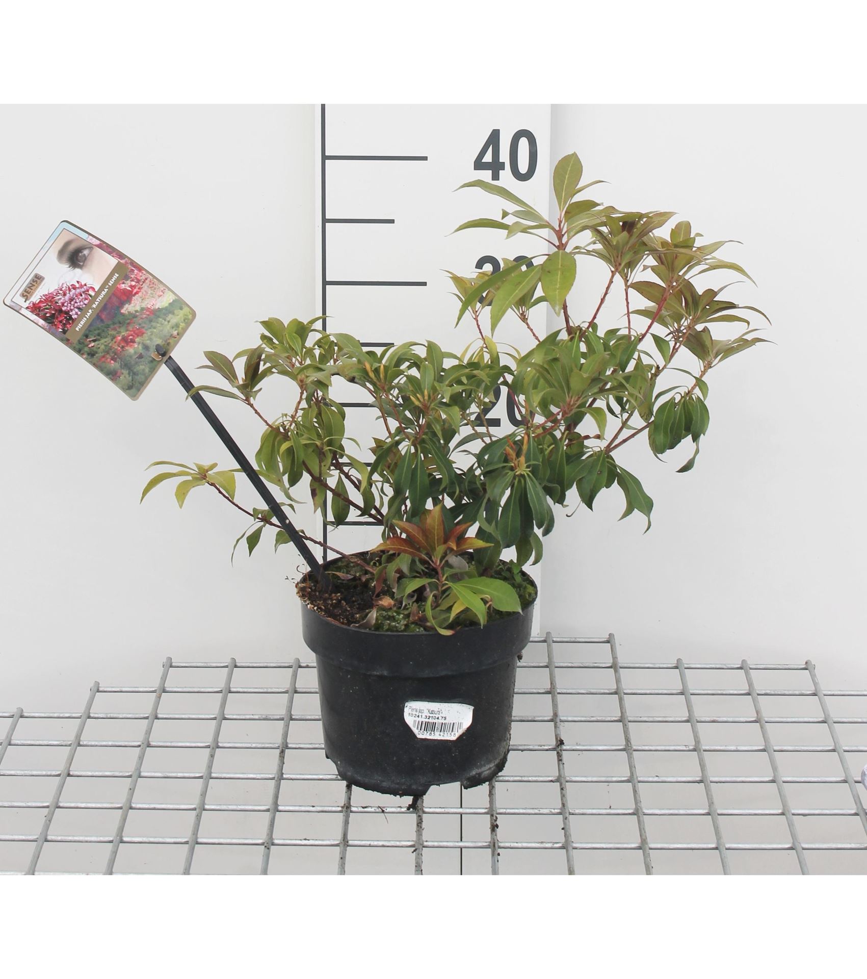 Pieris japonica 'Katsura' - pot 2L - 20-30 cm