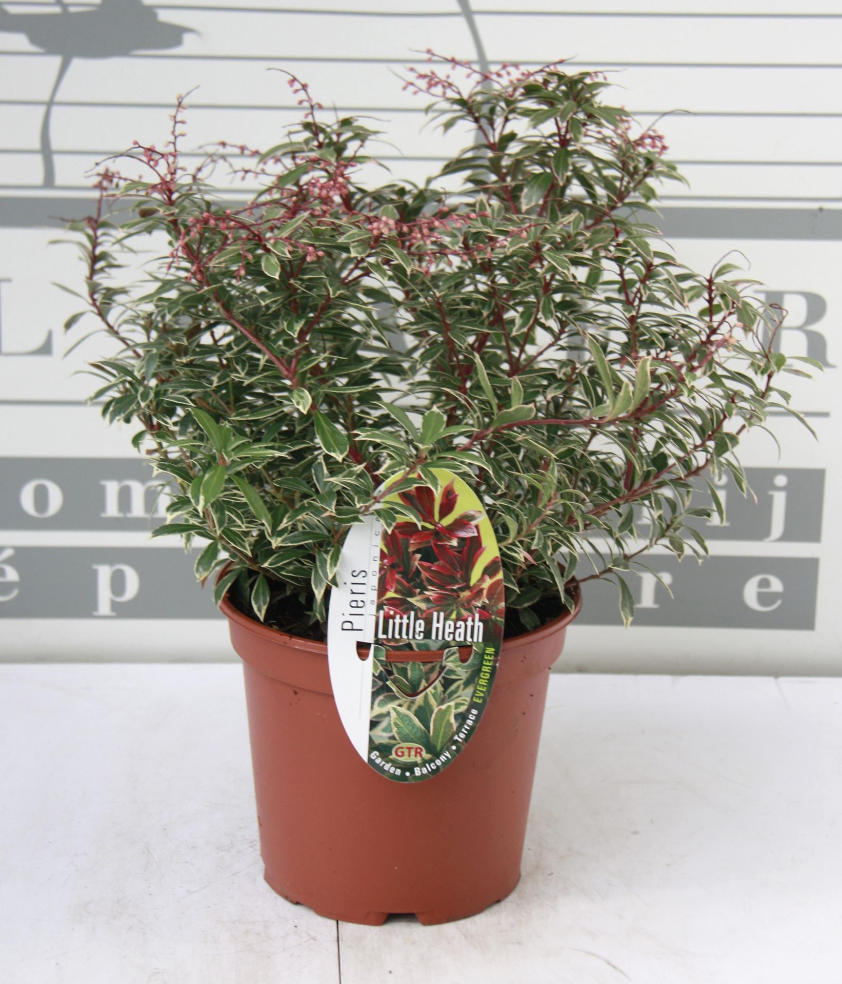 Pieris japonica'Little Heath'- pot 2L - 20-30 cm afbeelding