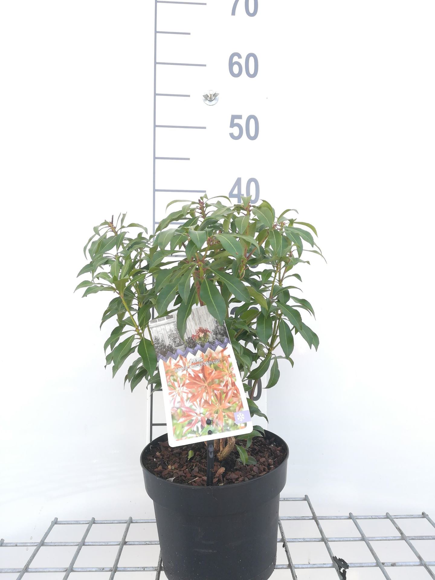 Pieris japonica'Mountain Fire'- pot 2L - 20-30 cm afbeelding