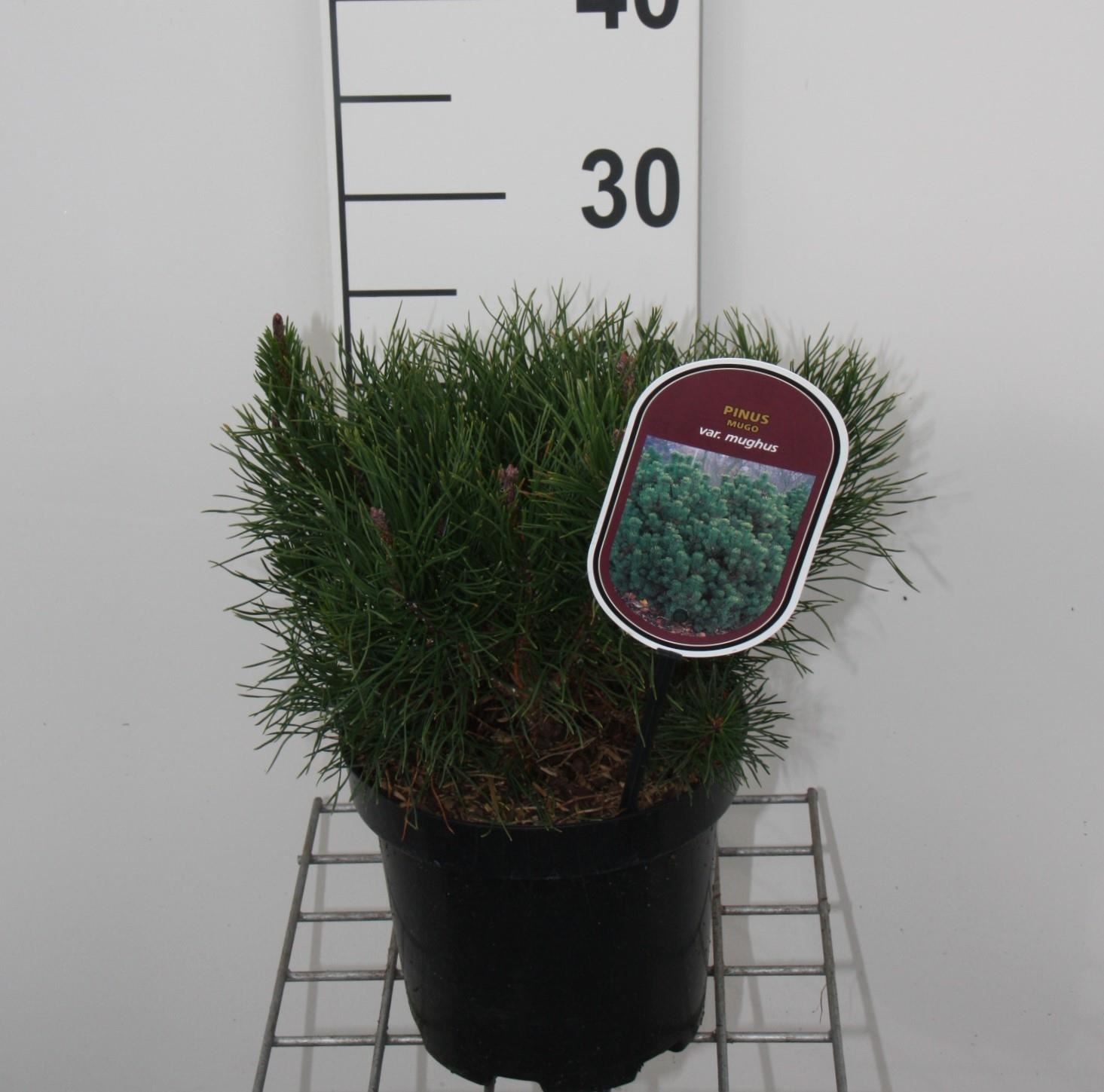 Pinus mugo subsp. mugo - pot - 20-30 cm afbeelding