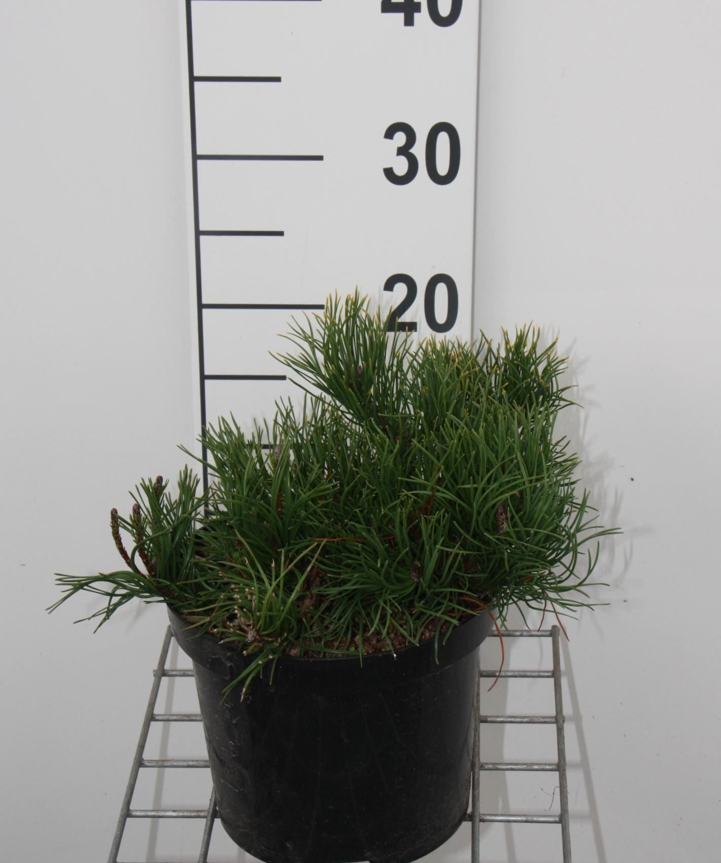 Pinus mugo var. pumilio - pot - 20-30 cm - Dwergbergden afbeelding