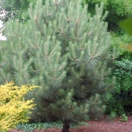 Pinus nigra subsp. nigra - aardekluit - 80-100 cm afbeelding