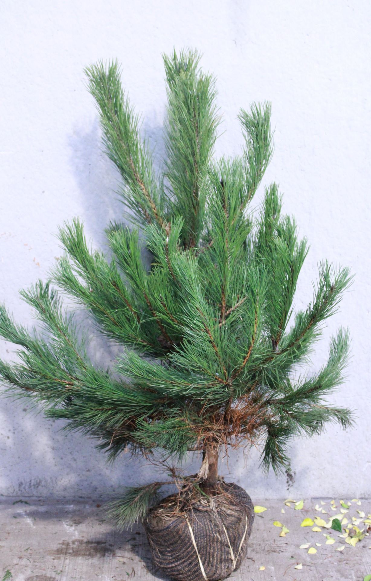 Pinus sylvestris - aardekluit - 80-100 cm afbeelding