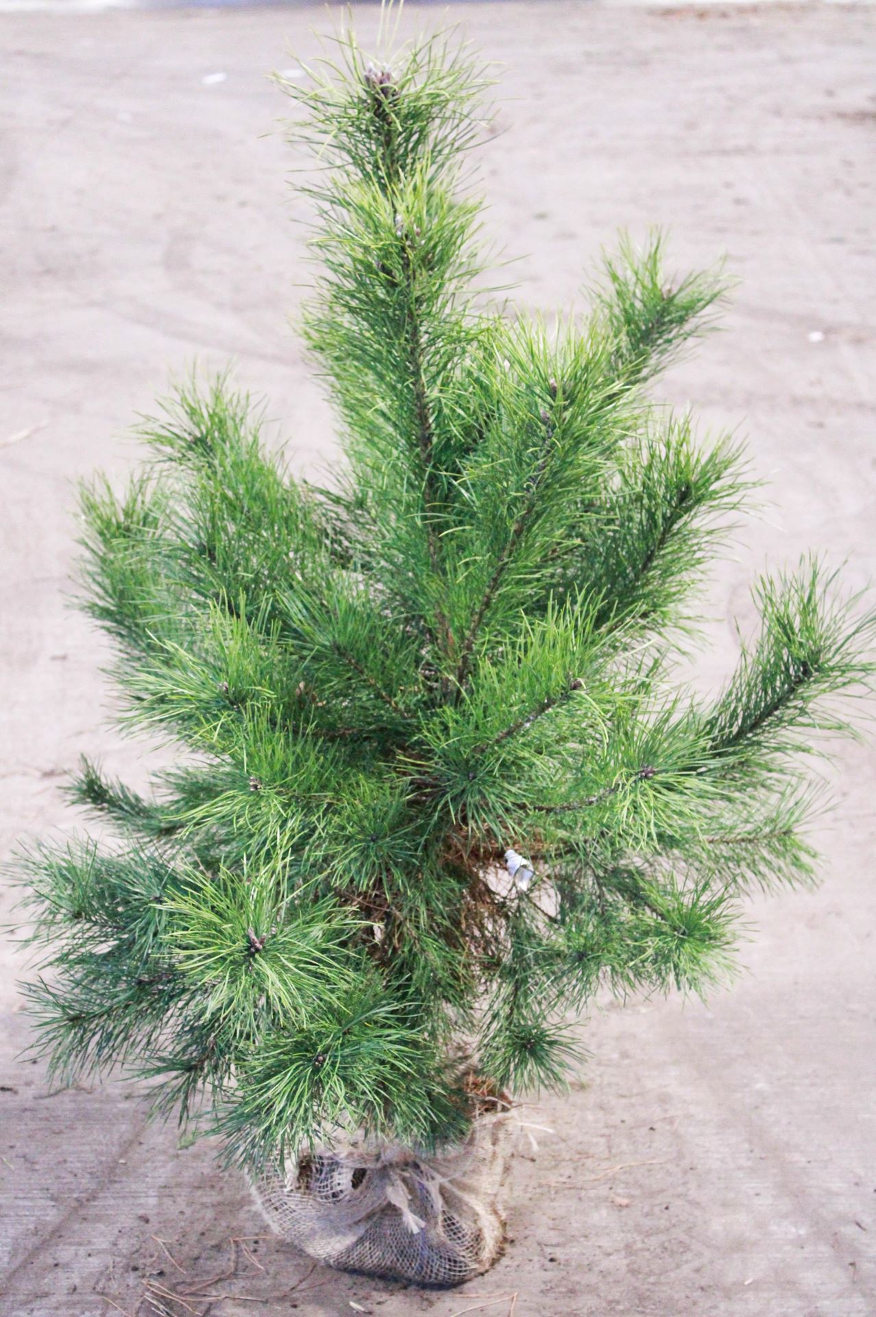Pinus sylvestris - aardekluit - 100-125 cm afbeelding