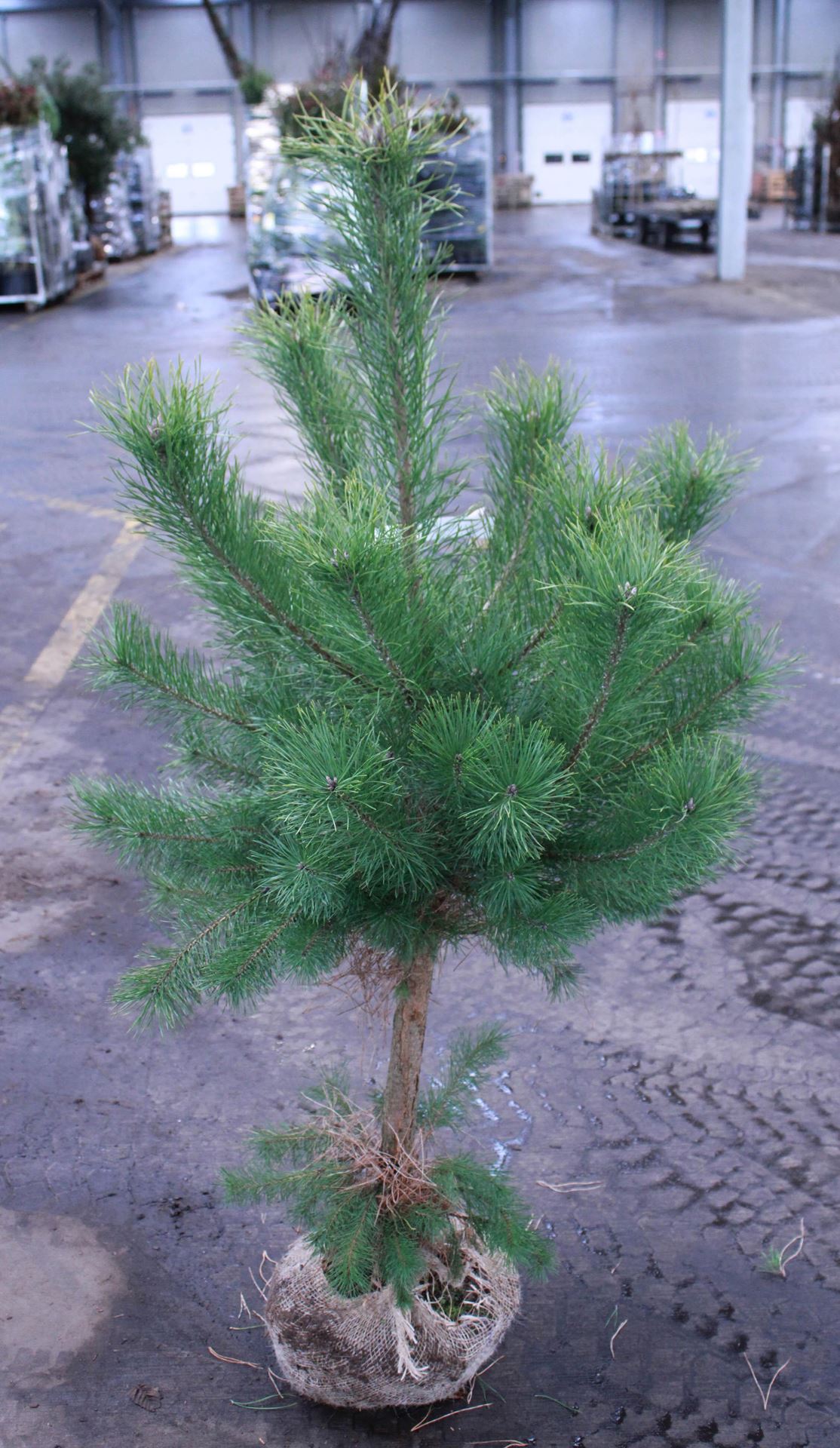 Pinus sylvestris - aardekluit - 125-150 cm afbeelding