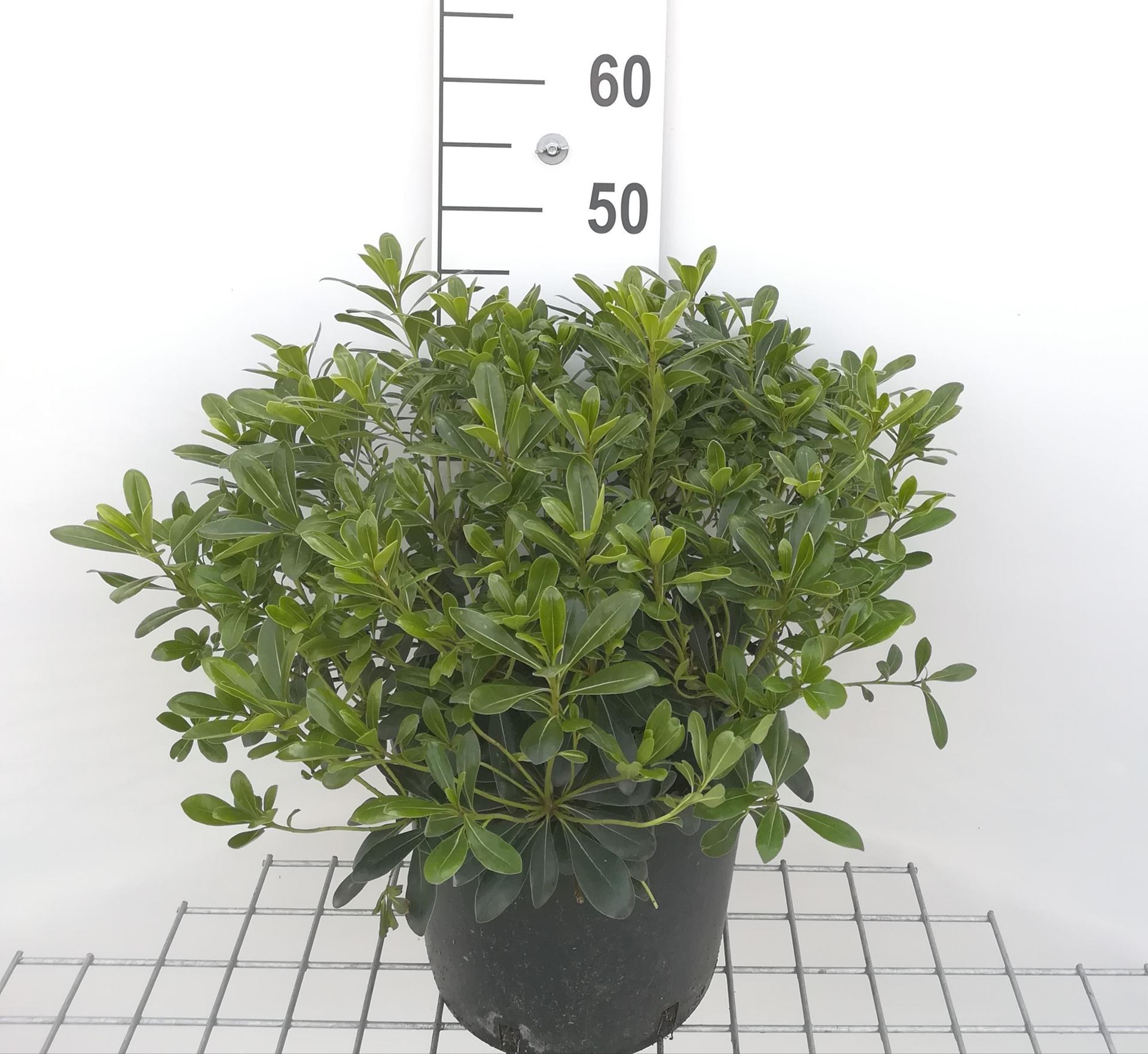 Pittosporum tobira'Nanum'- pot 10L - 40-50 cm afbeelding