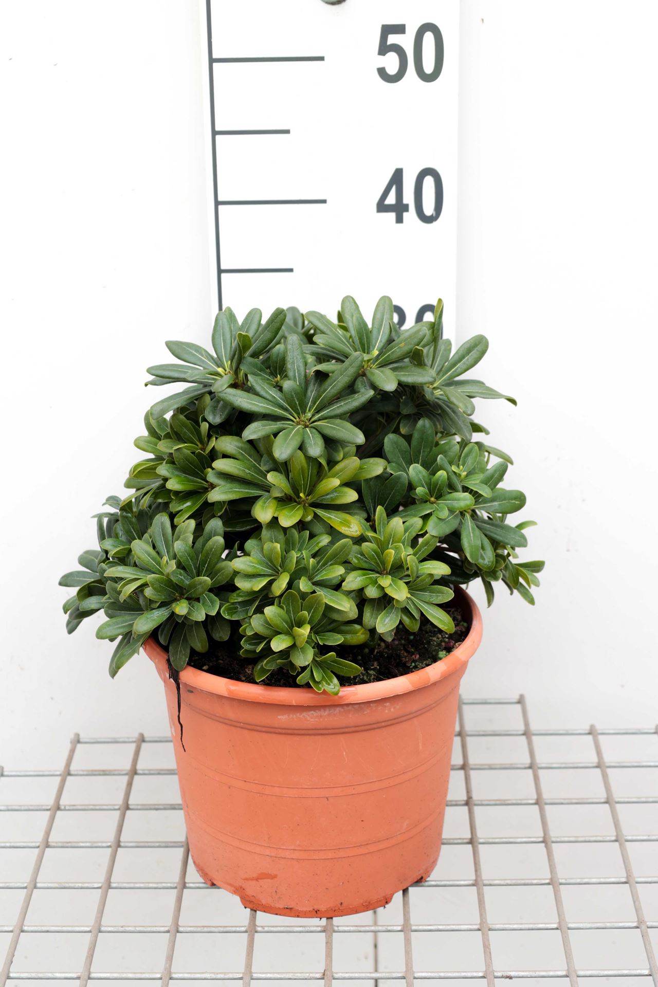 Pittosporum tobira'Nanum'- pot 3L - 25-30 cm afbeelding