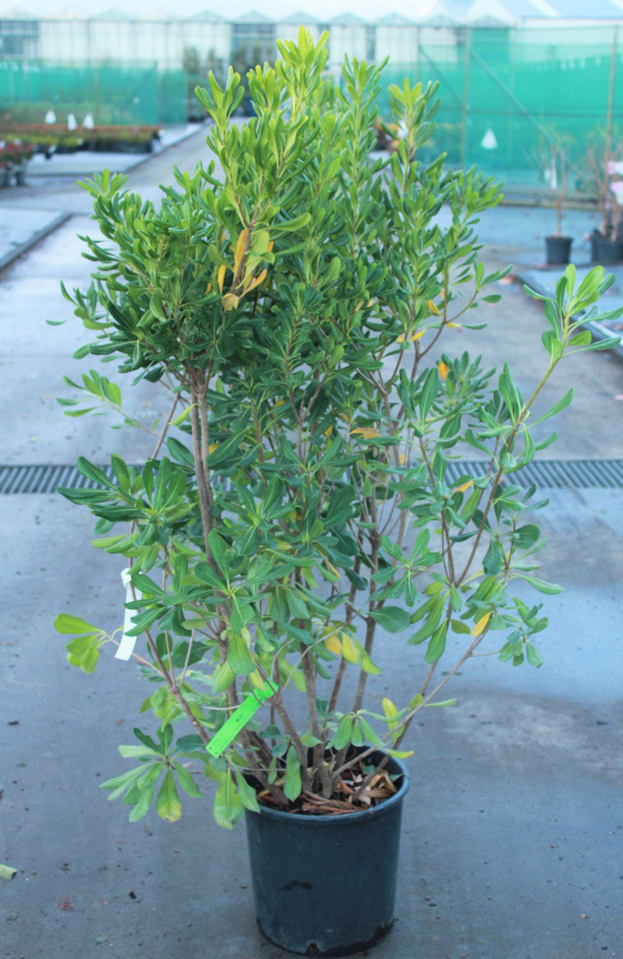 Pittosporum tobira - pot 18L - 100-125 cm afbeelding