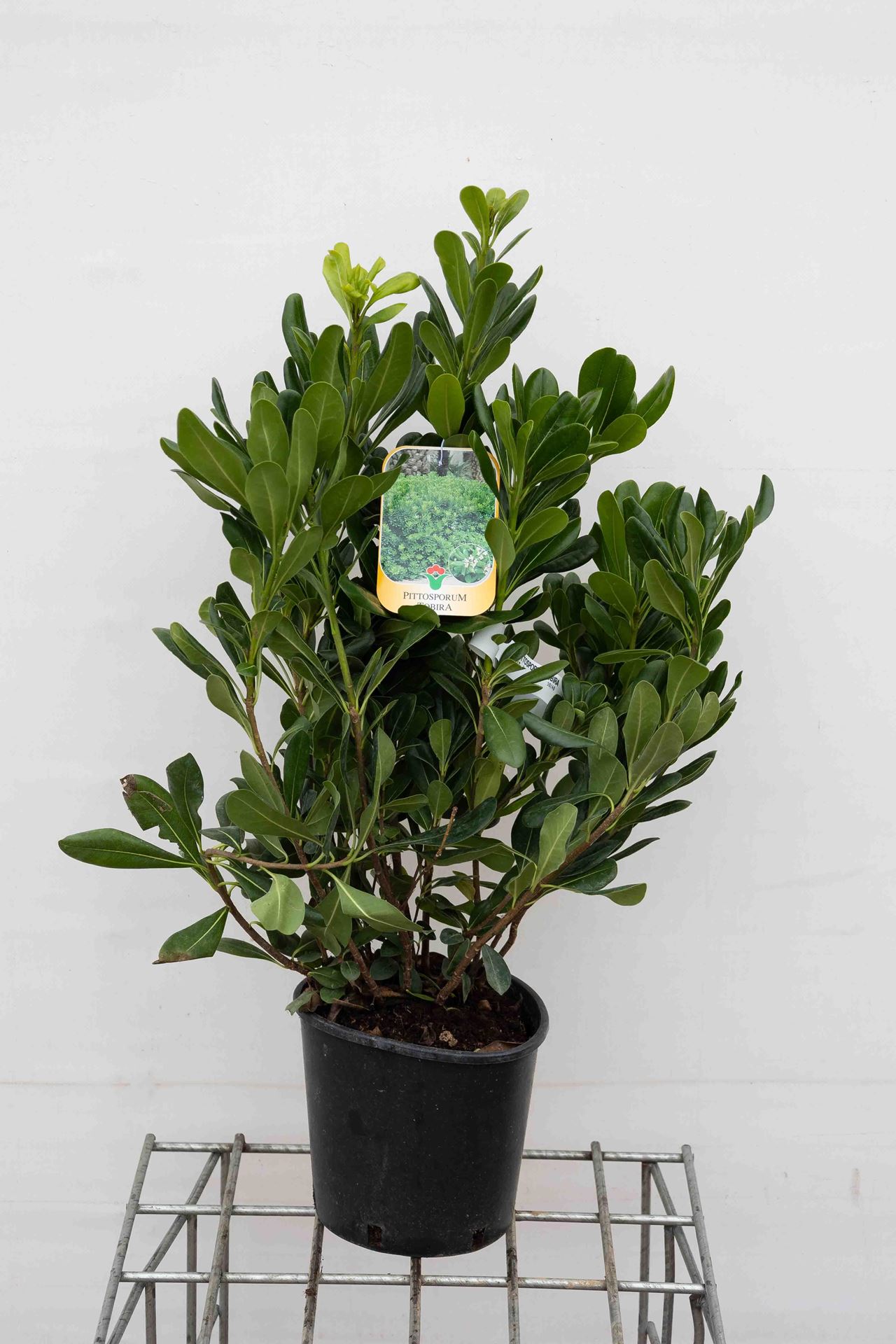 Pittosporum tobira - pot 3L - 40-50 cm - Australische laurier / Kleefzaad afbeelding