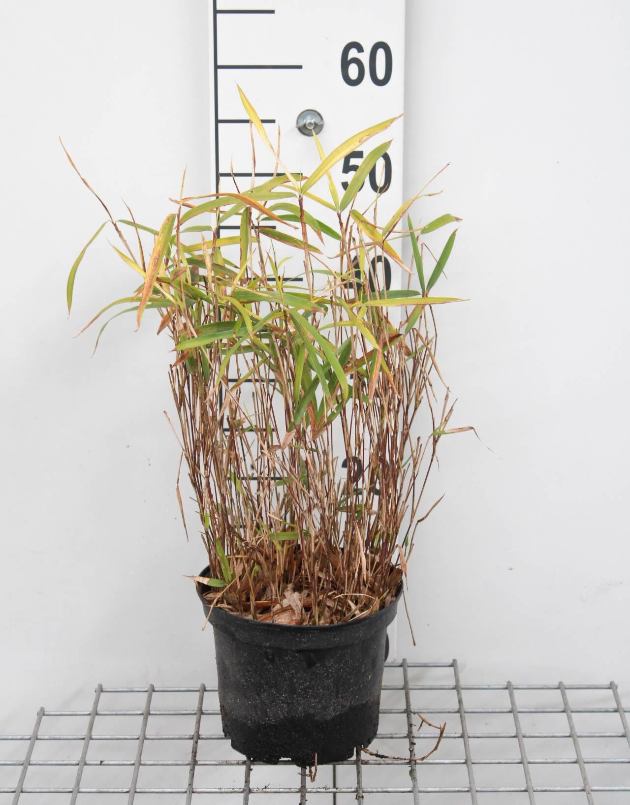 Pleioblastus argenteostriatus f. pumilus - pot 2L afbeelding