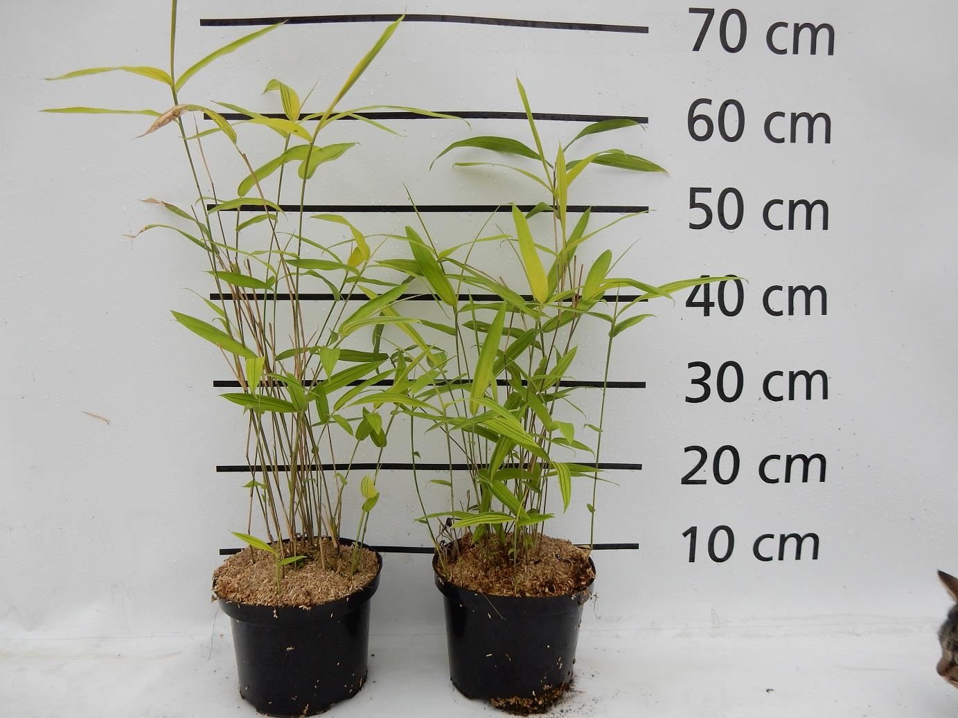 Pleioblastus auricomus - pot 2L - Sneeuwwitte veldbies / Witte veldbies afbeelding