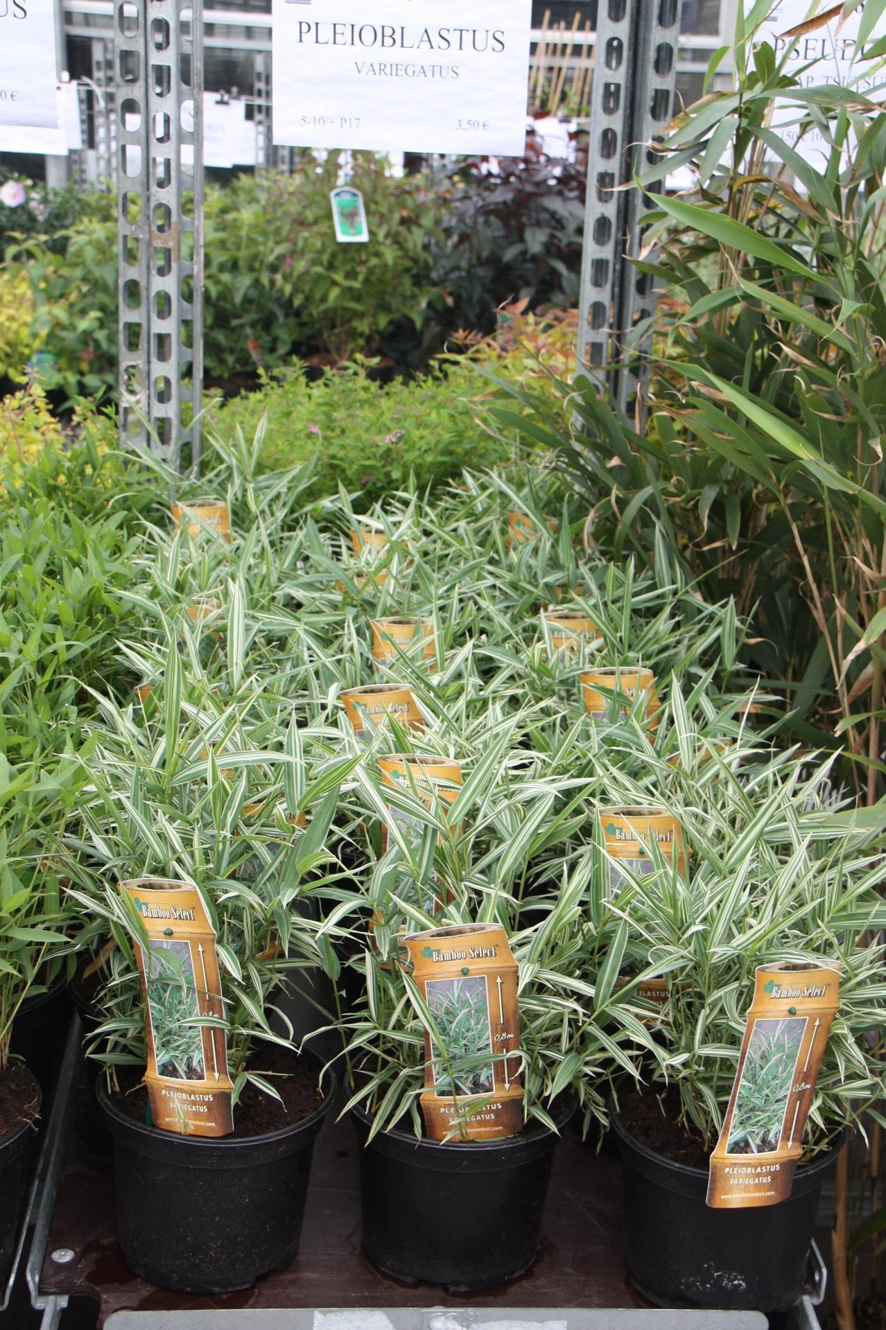 Pleioblastus variegatus - pot 2L afbeelding