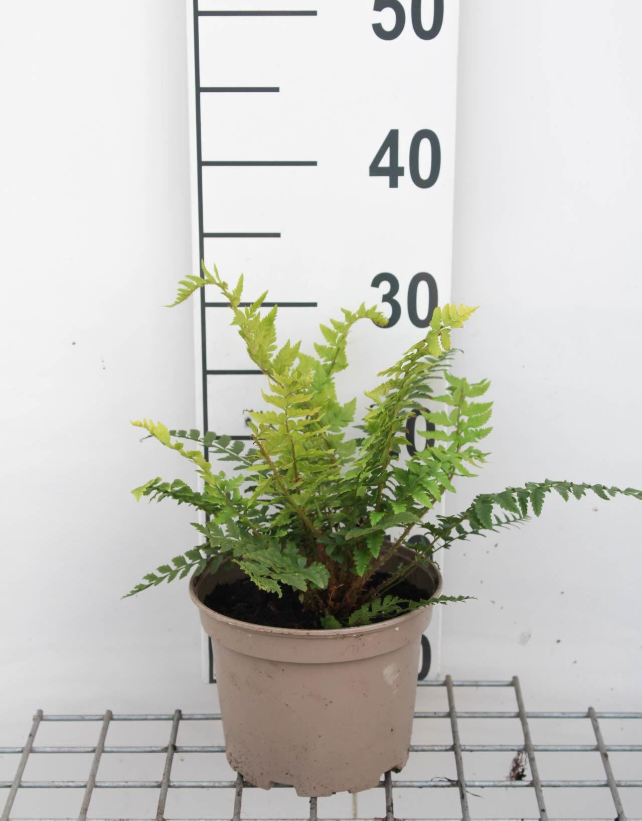 Polystichum aculeatum - pot 2L -