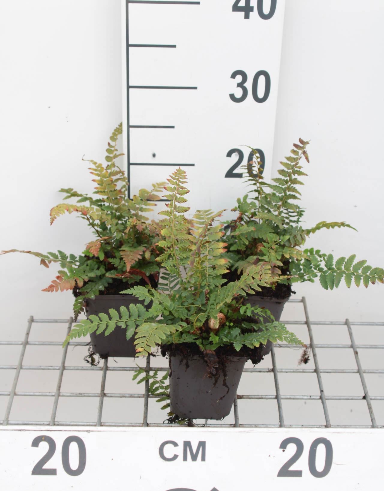 Polystichum aculeatum - pot 9x9 cm afbeelding