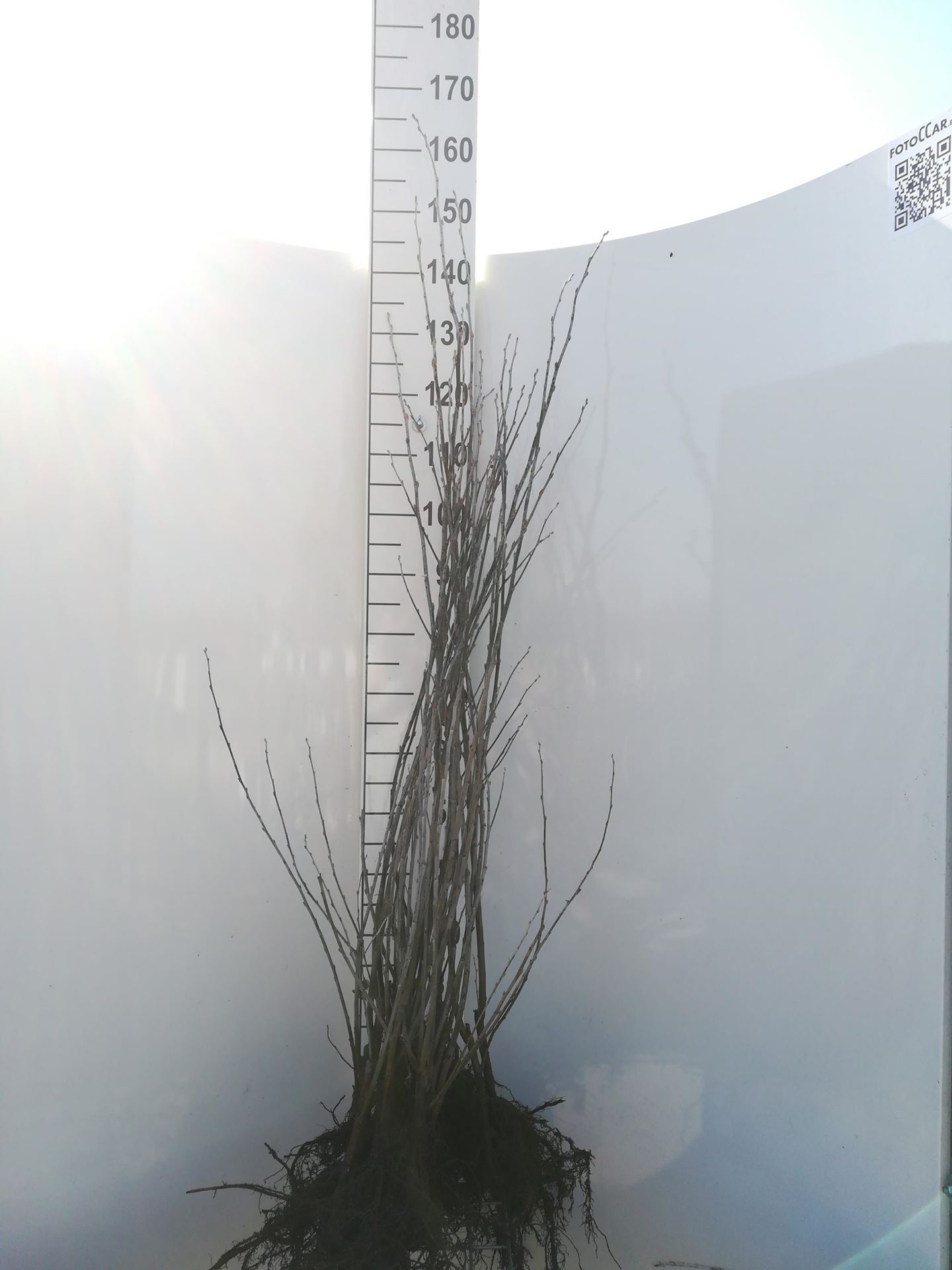 Populus alba'Nivea'- blote wortel - 90-120 cm afbeelding
