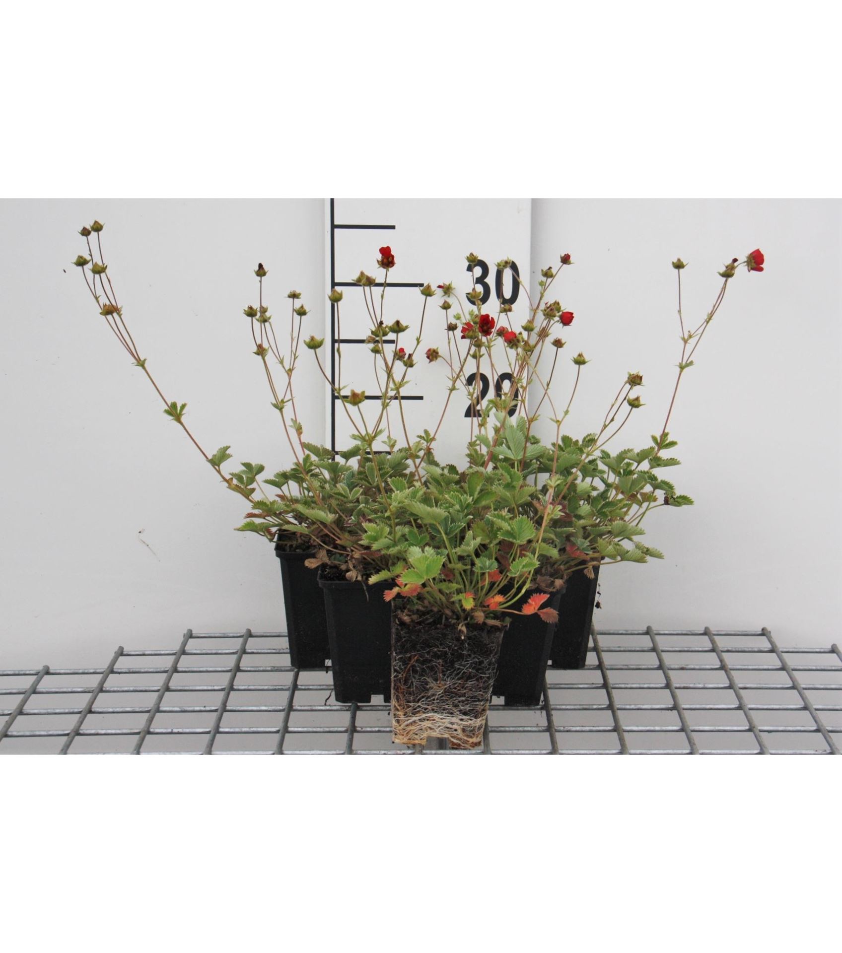 Potentilla atrosanguinea - pot 9x9 cm afbeelding