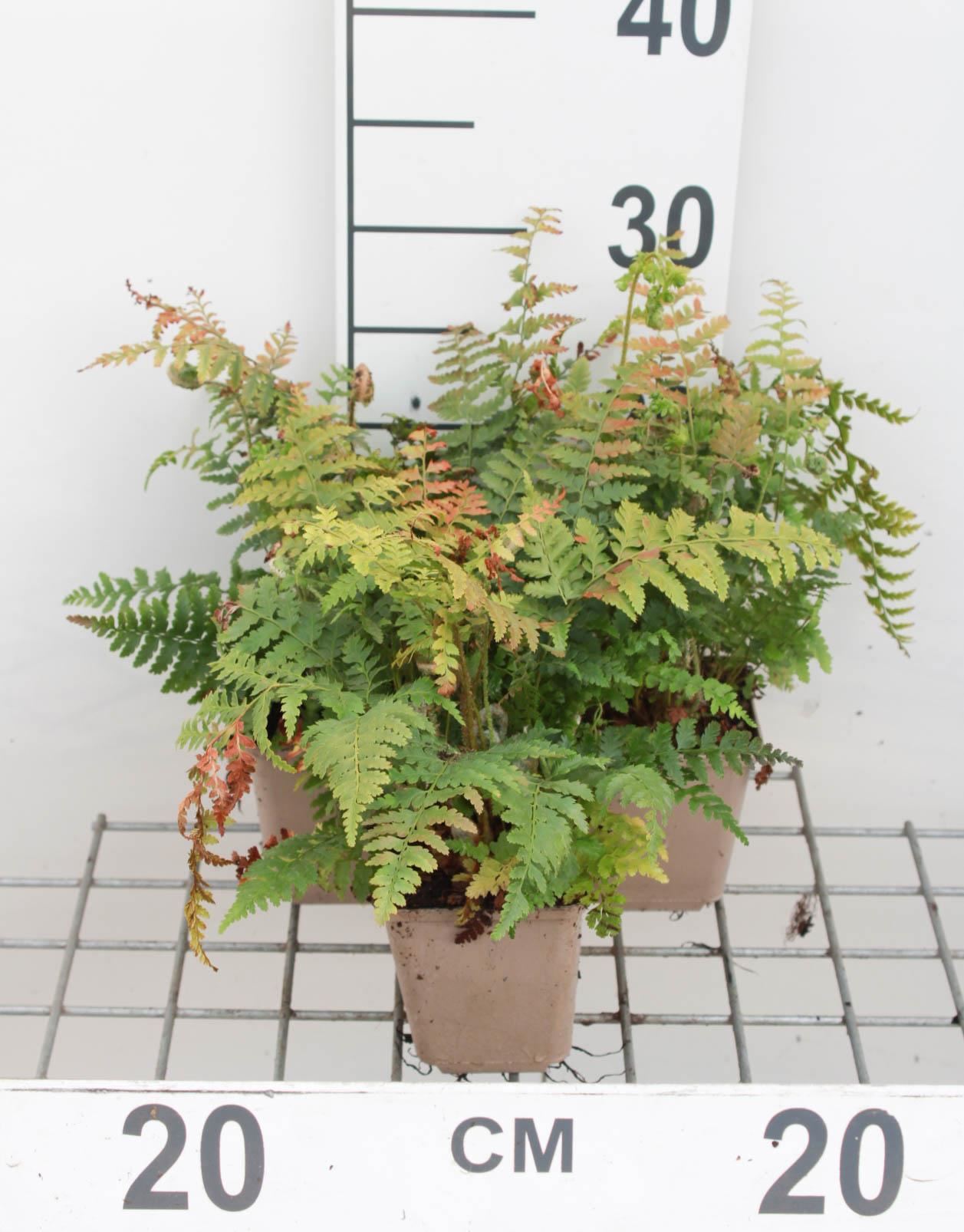 Polystichum braunii - pot 9x9 cm - Brauns naaldvaren / Brauns schildvaren / Naaldvaren / Schildvaren afbeelding