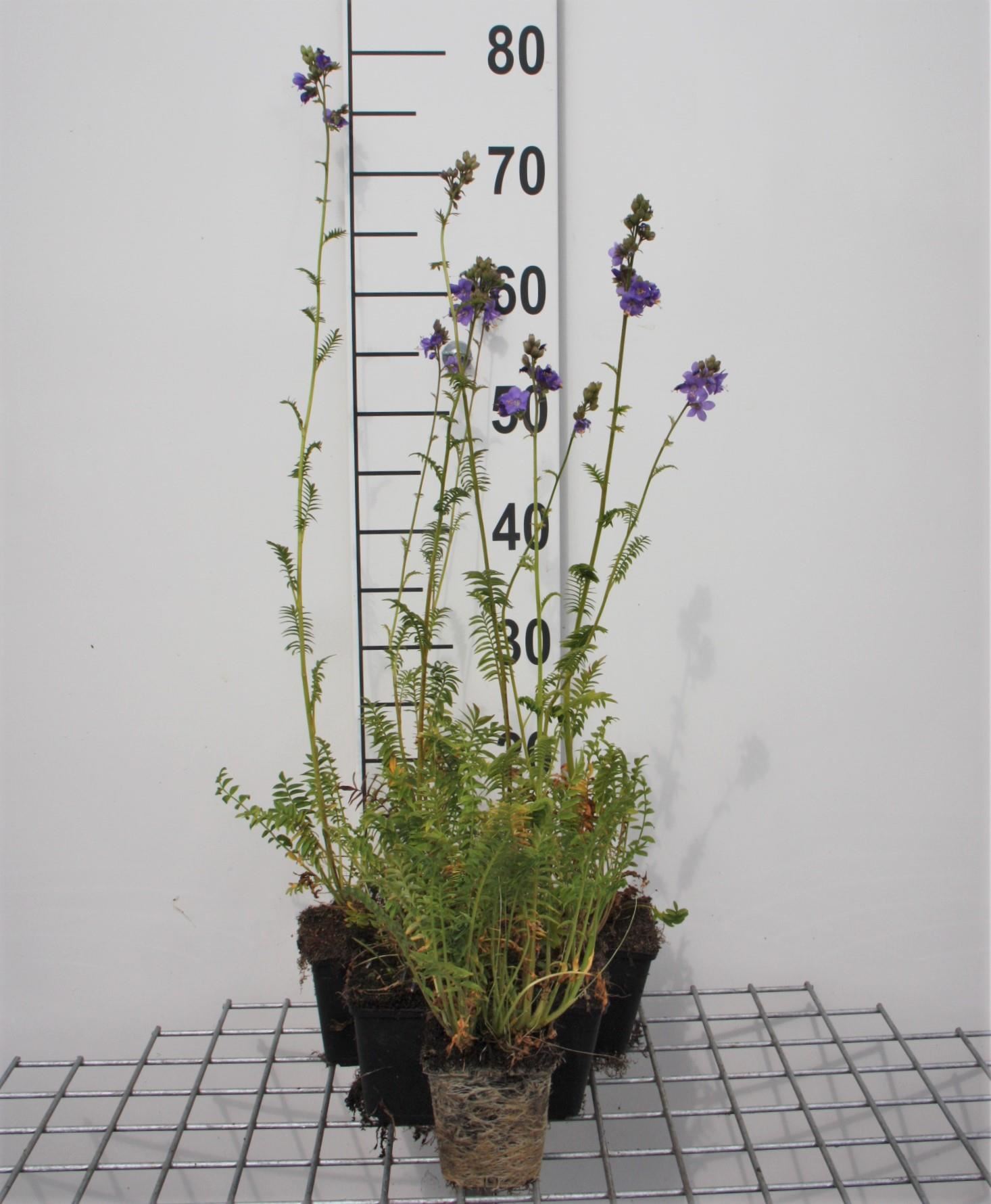 Polemonium caeruleum - pot 9x9 cm afbeelding