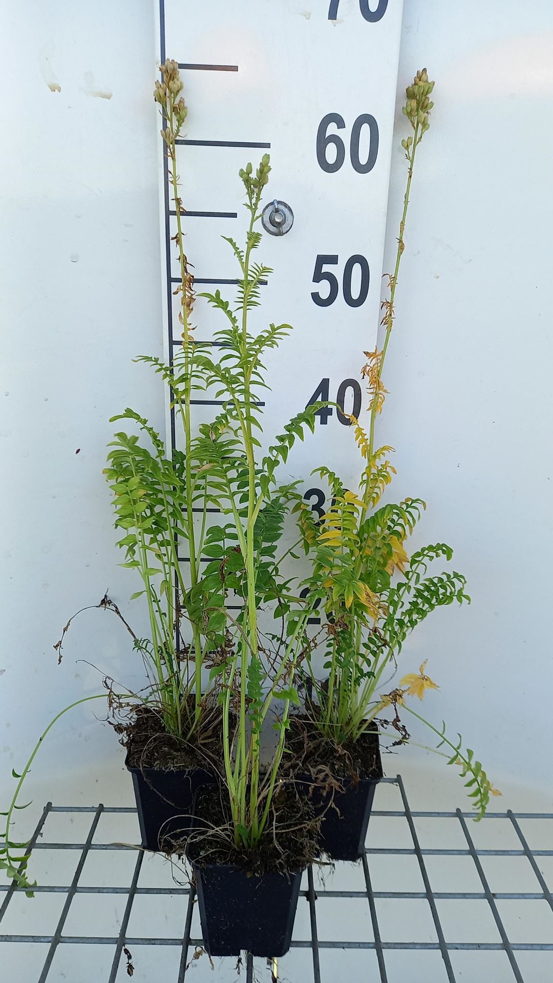 Polemonium caeruleum'Album'- pot 9x9 cm afbeelding