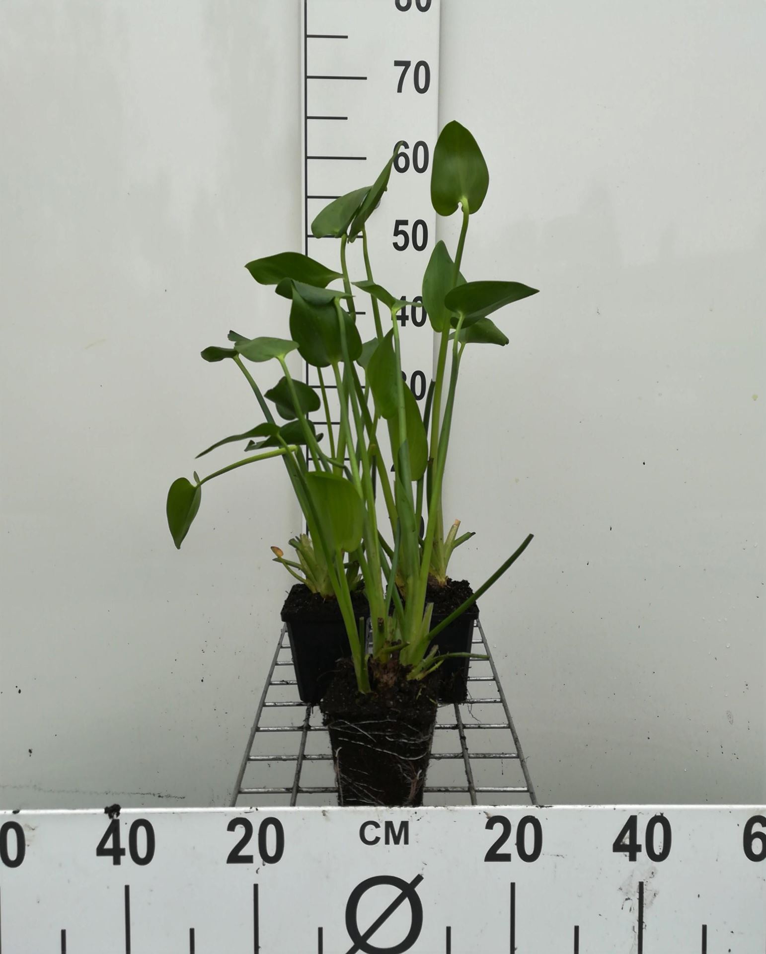 Pontederia cordata - pot 9x9 cm - Moerashyacint / Snoekkruid afbeelding
