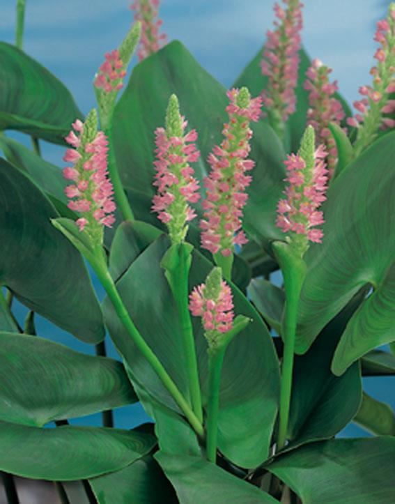 Pontederia cordata'Pink Pons'- pot 9x9 cm afbeelding