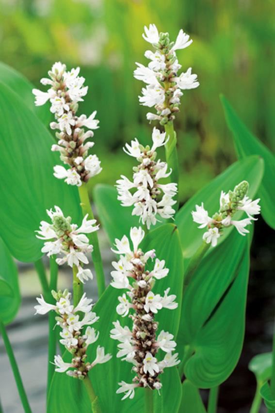 Pontederia cordata'White Pike'- pot 9x9 cm afbeelding