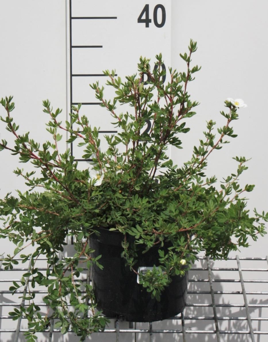 Potentilla fruticosa'Abbotswood'- pot 3L - 25-30 cm - Struikganzerik afbeelding