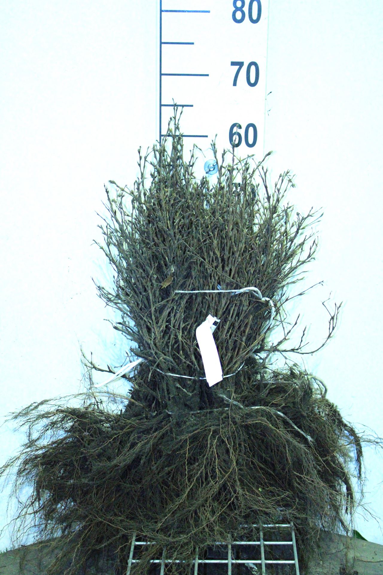 Potentilla fruticosa'Goldfinger'- blote wortel - 30-40 cm afbeelding