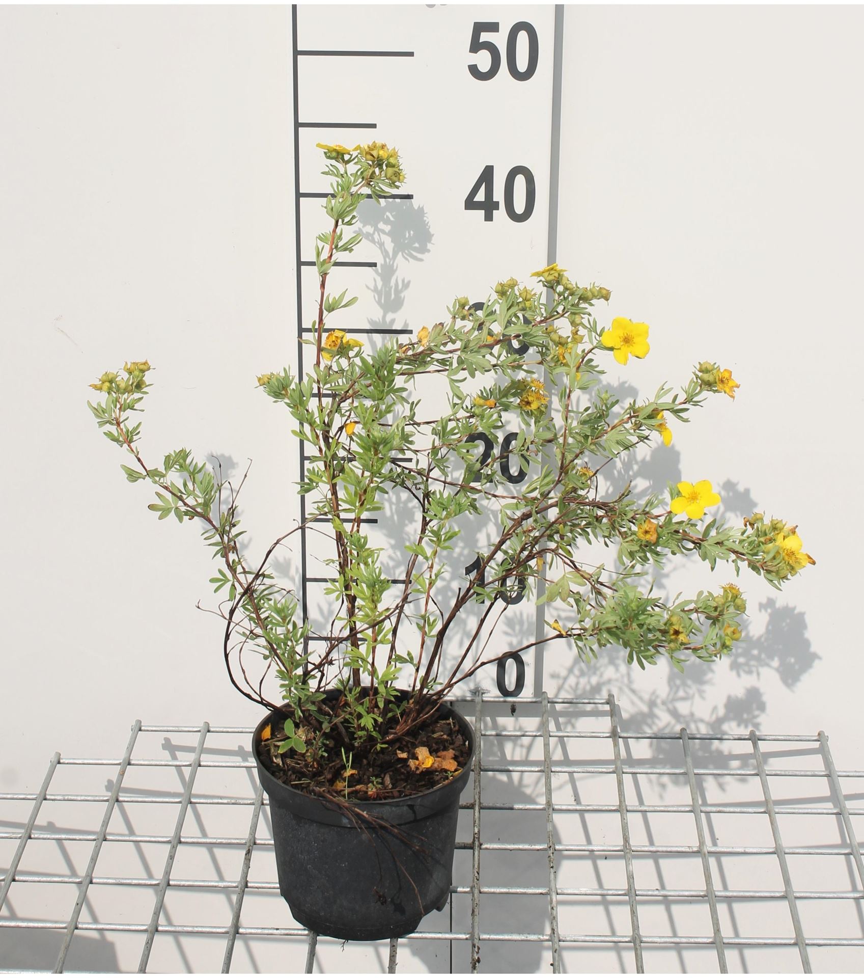 Potentilla fruticosa'Goldfinger'- pot 1,3L - 20-25 cm afbeelding