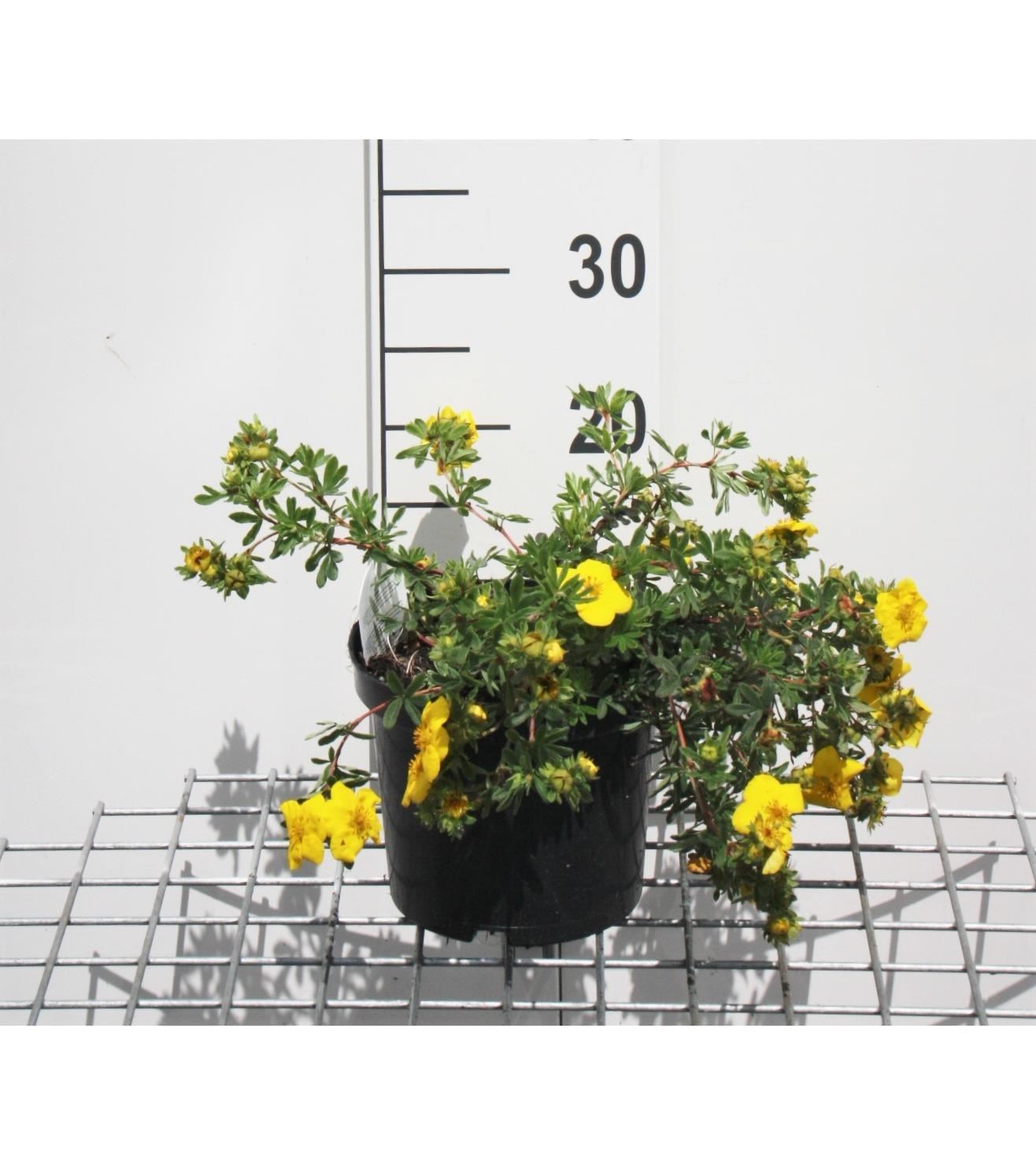 Potentilla fruticosa 'Goldteppich' - pot 3L - 25-30 cm