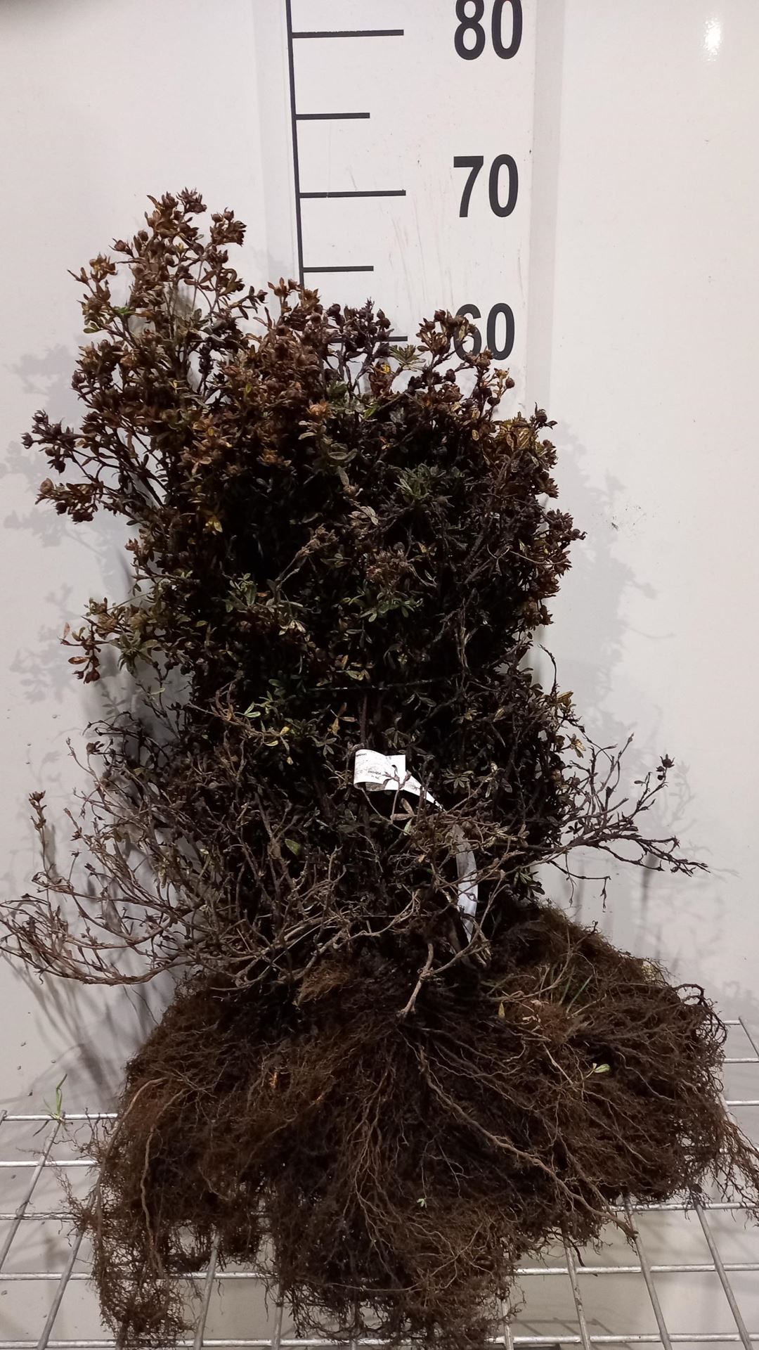 Potentilla fruticosa'Klondike'- blote wortel - 25-30 cm - 3-5 takken afbeelding