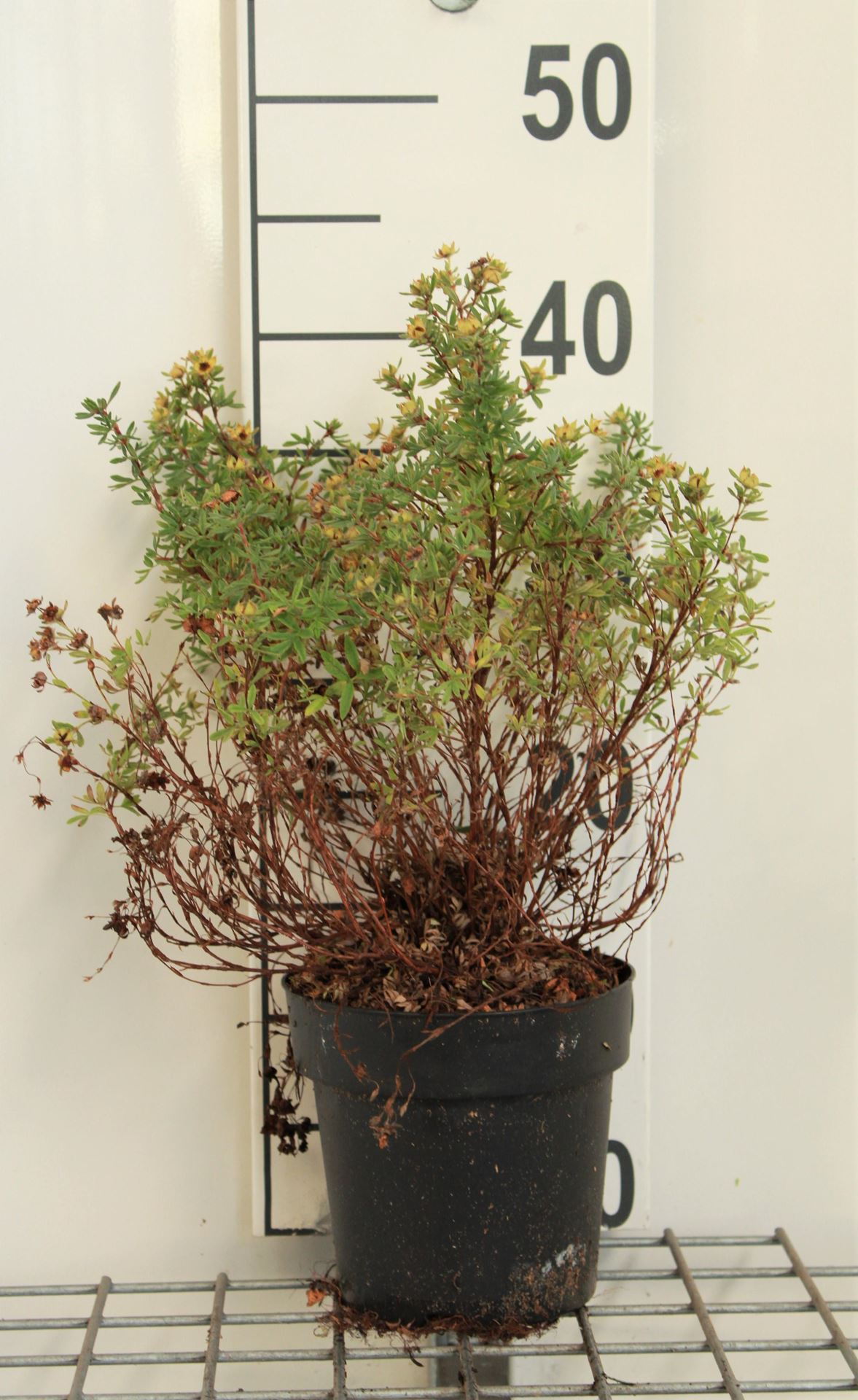 Potentilla fruticosa'Kobold'- pot 1,3L - 20-25 cm afbeelding