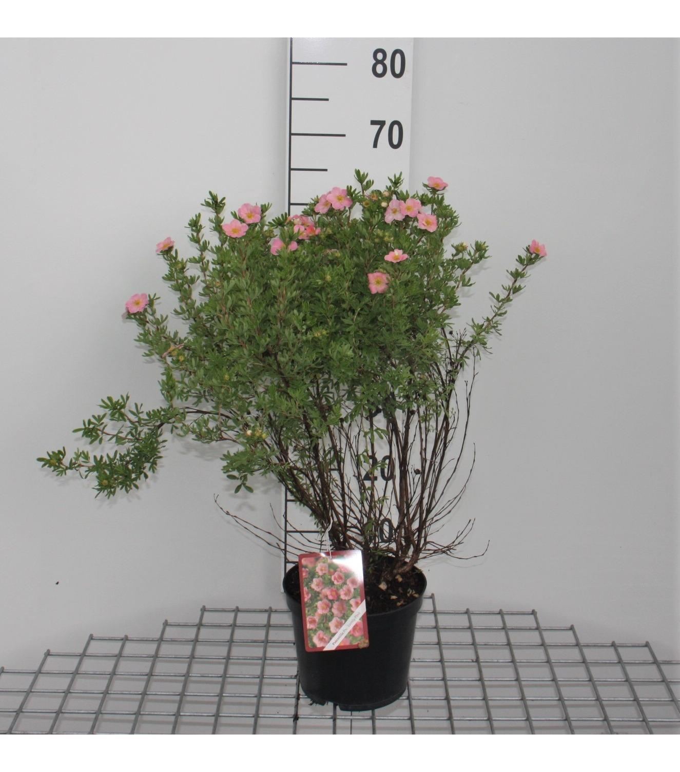 Potentilla fruticosa'Pink Beauty'(Lovely Pink) - pot 3L - 25-30 cm afbeelding