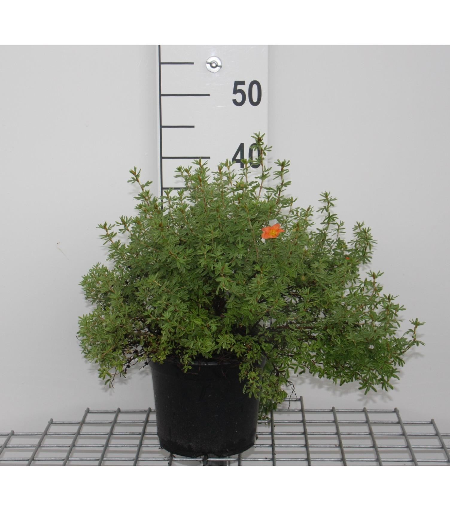 Potentilla fruticosa'Marrob'(Marian Red Robin) - pot 3L - 25-30 cm - afbeelding