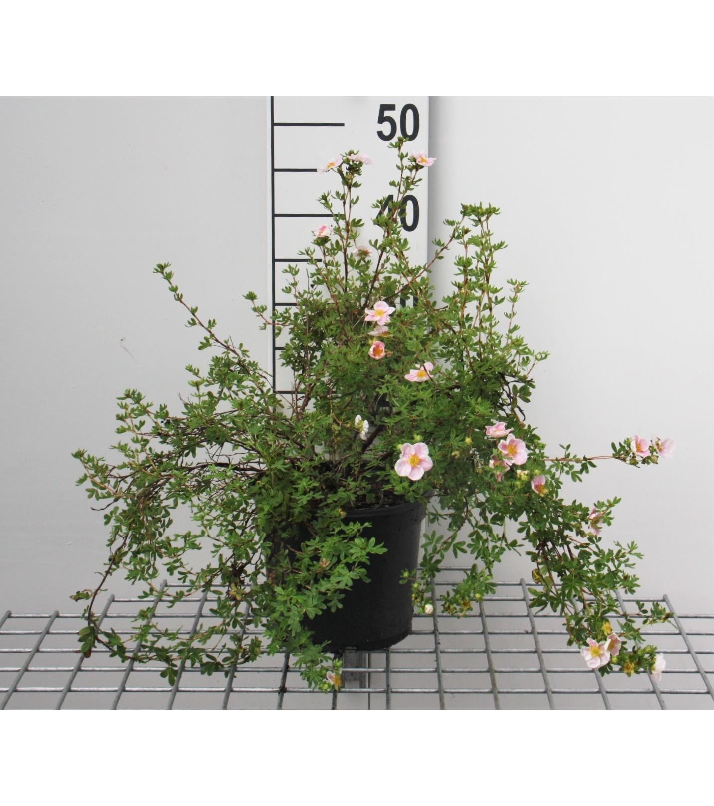 Potentilla fruticosa'Blink'(Princess) - pot 3L - 25-30 cm afbeelding