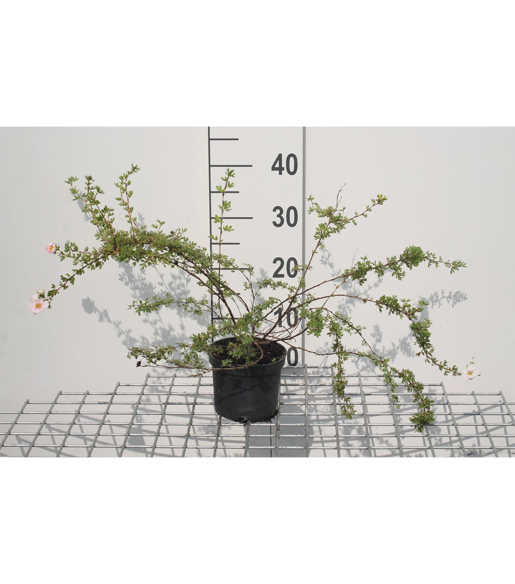 Potentilla fruticosa'Blink'(Princess) - pot 1,3L - 20-25 cm afbeelding