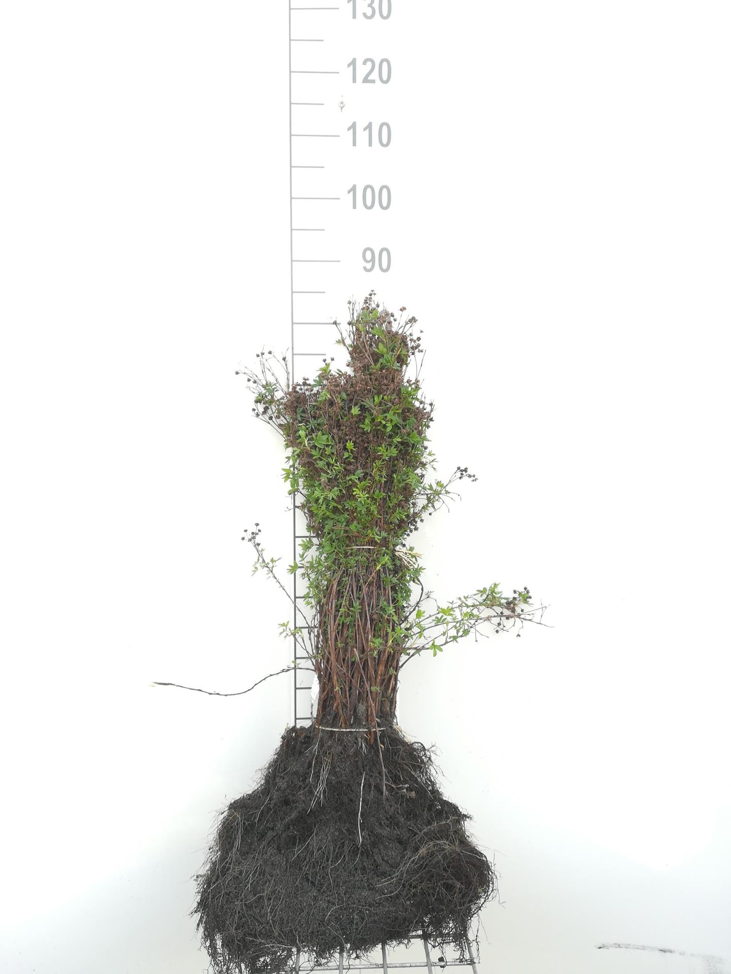 Potentilla fruticosa - blote wortel - 30-40 cm afbeelding