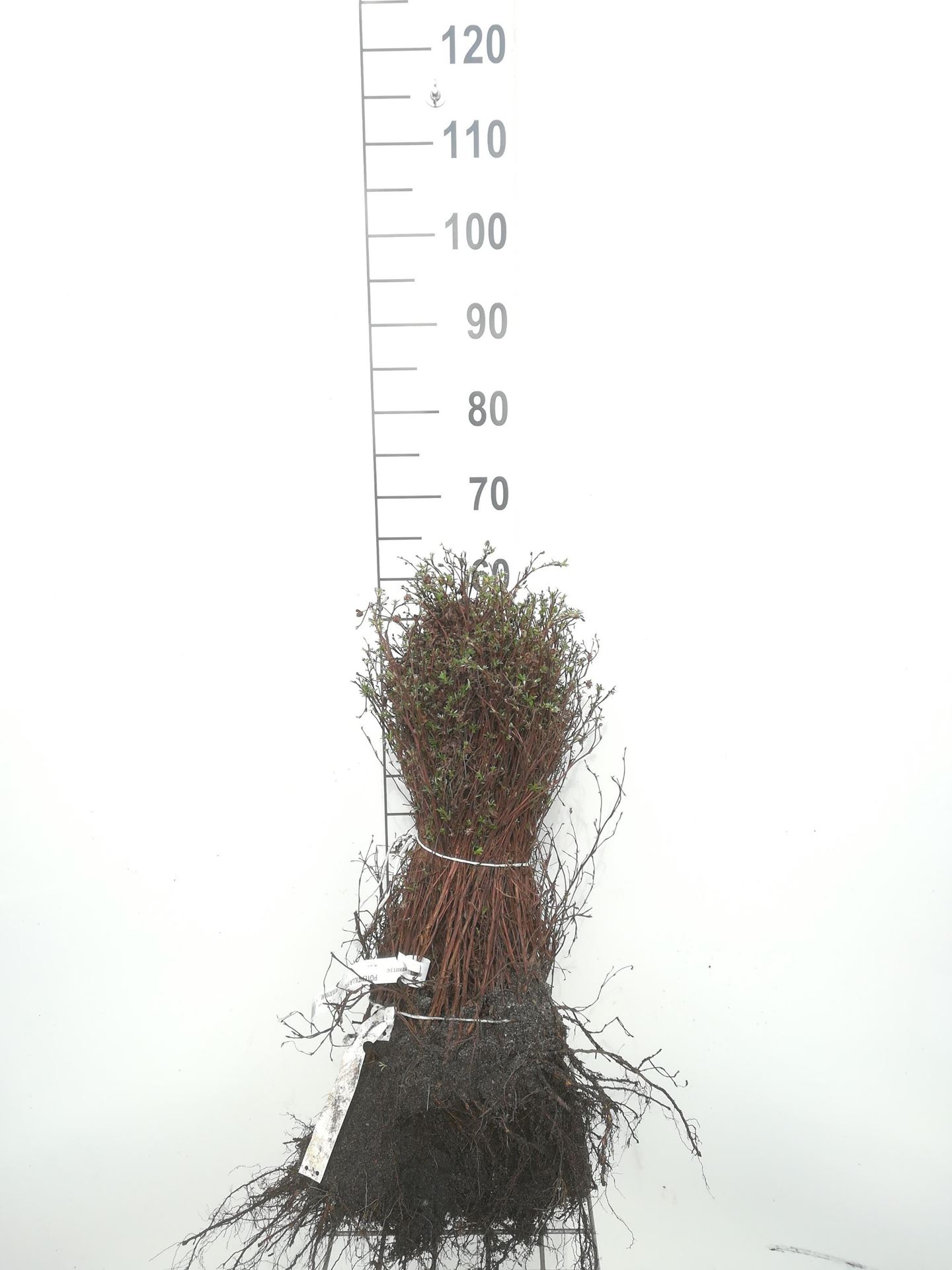 Potentilla fruticosa - blote wortel - 30-40 cm - 3-5 takken afbeelding