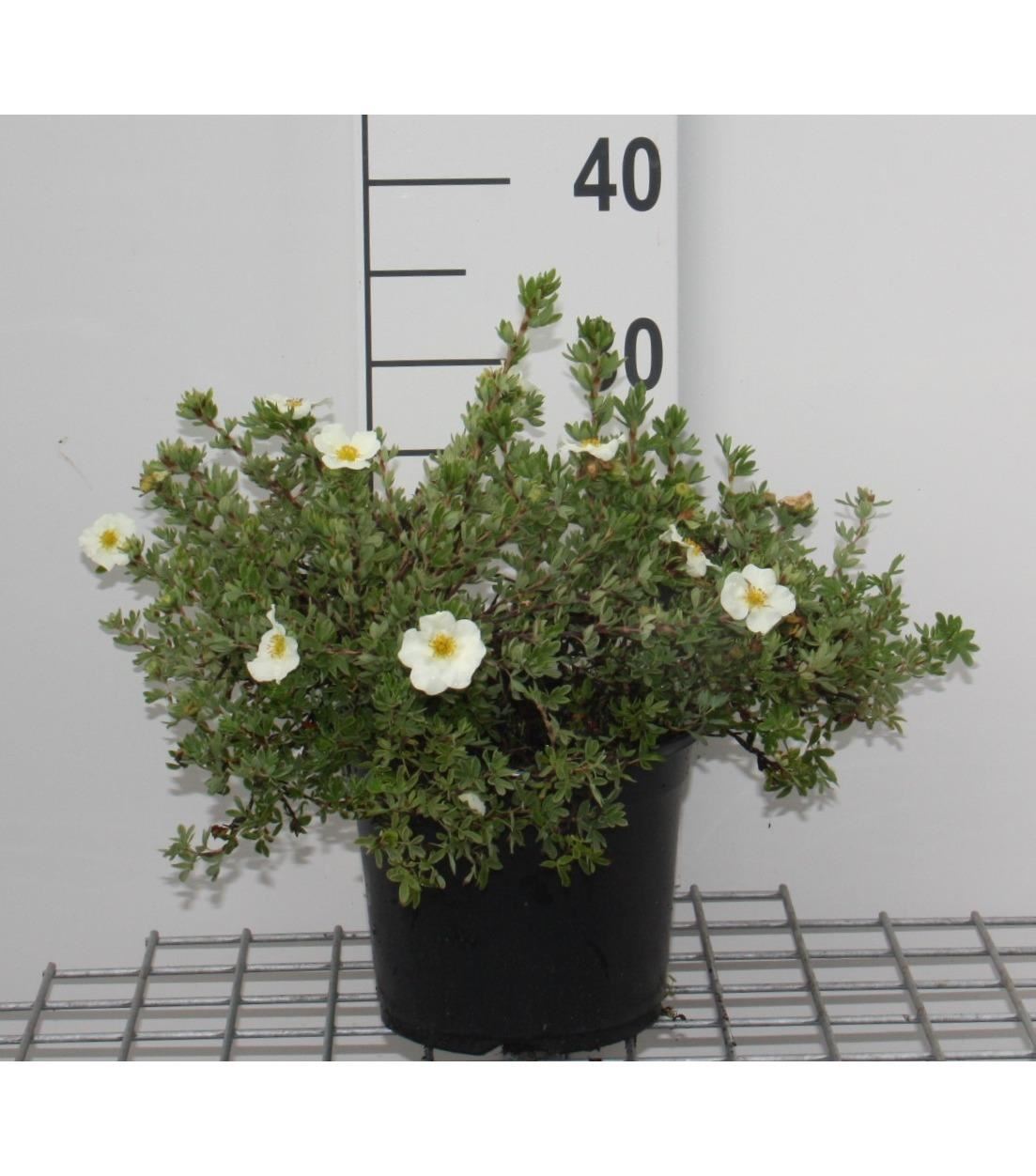 Potentilla fruticosa'Tilford Cream'- pot 3L - 25-30 cm - Struikganzerik afbeelding
