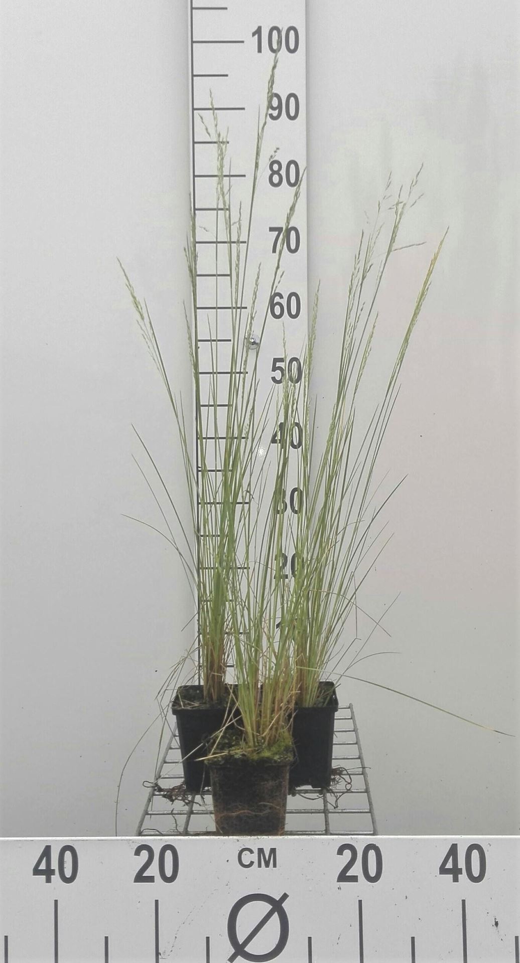 Poa labillardierei - pot 9x9 cm afbeelding