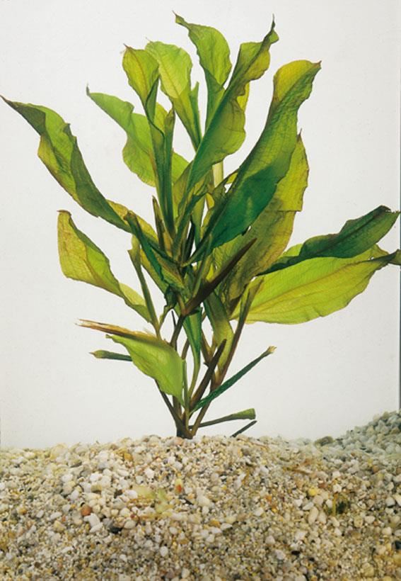 Potamogeton lucens - pot 9x9 cm afbeelding