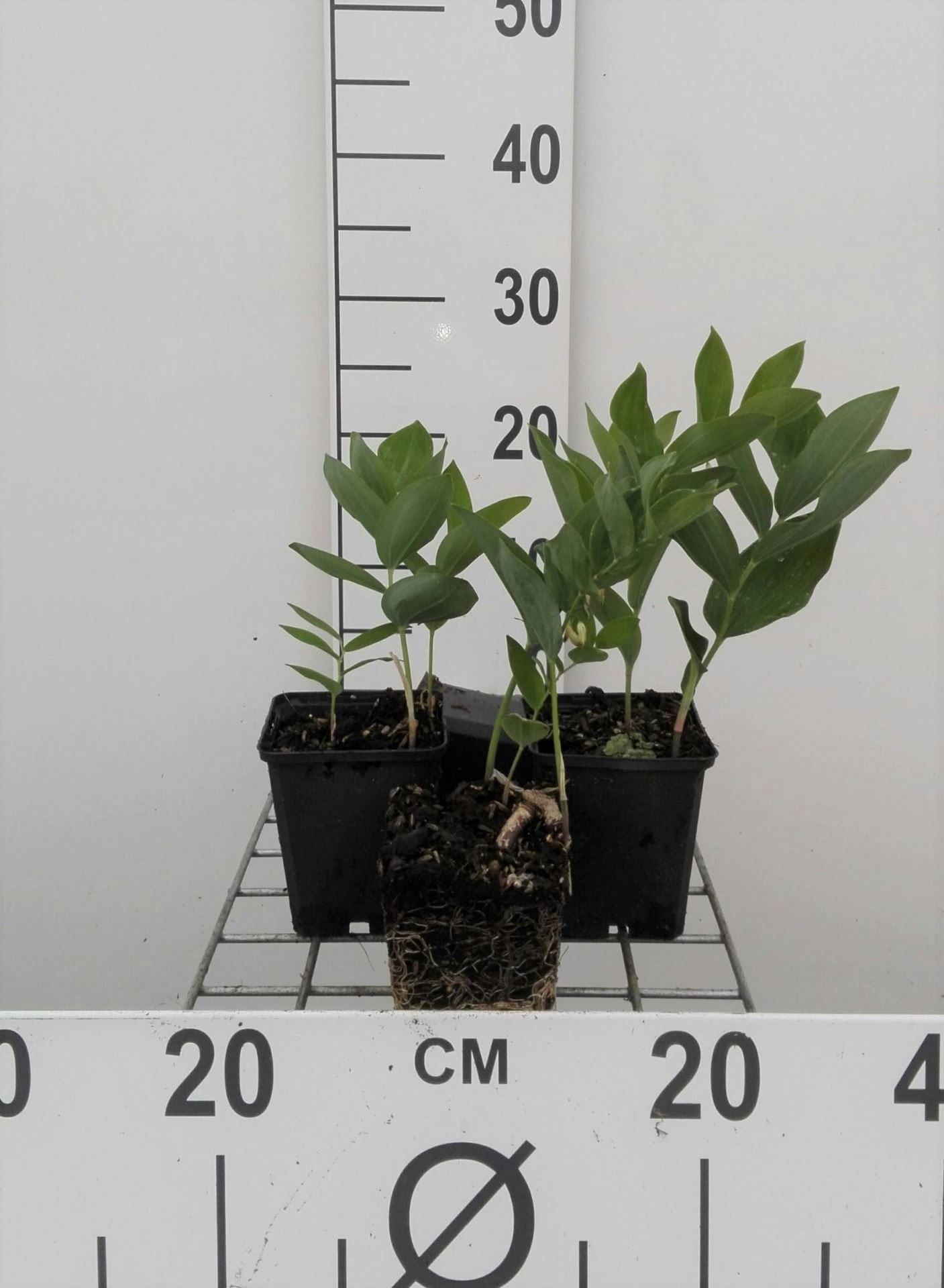 Polygonatum multiflorum - pot 9x9 cm - Gewone salomonszegel / Veelbloemige salomonszegel afbeelding