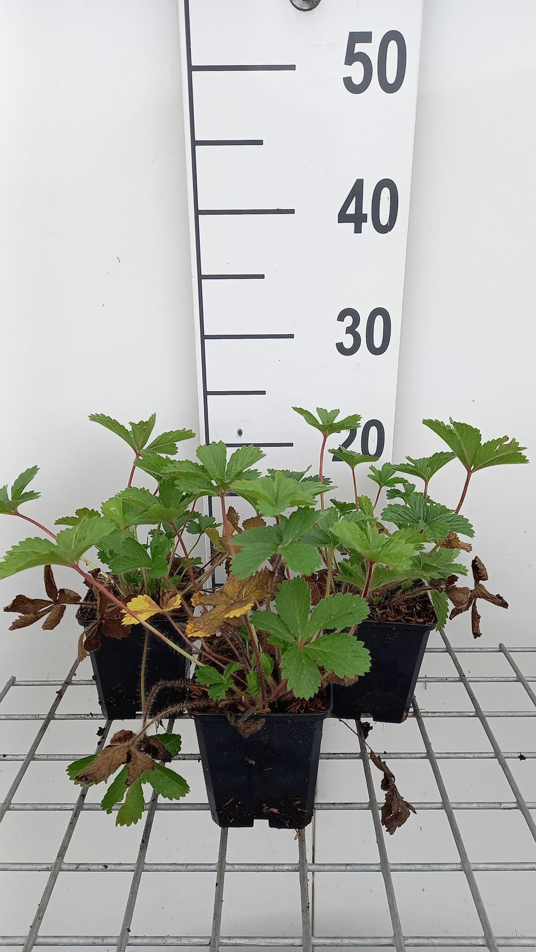 Potentilla nepalensis'Miss Willmott'- pot 9x9 cm afbeelding