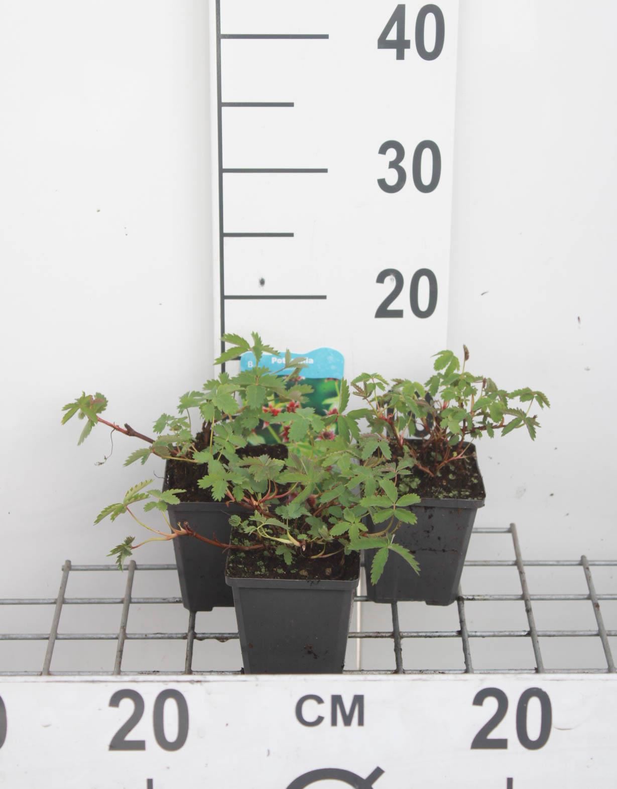Potentilla palustris - pot 9x9 cm - Wateraardbei afbeelding