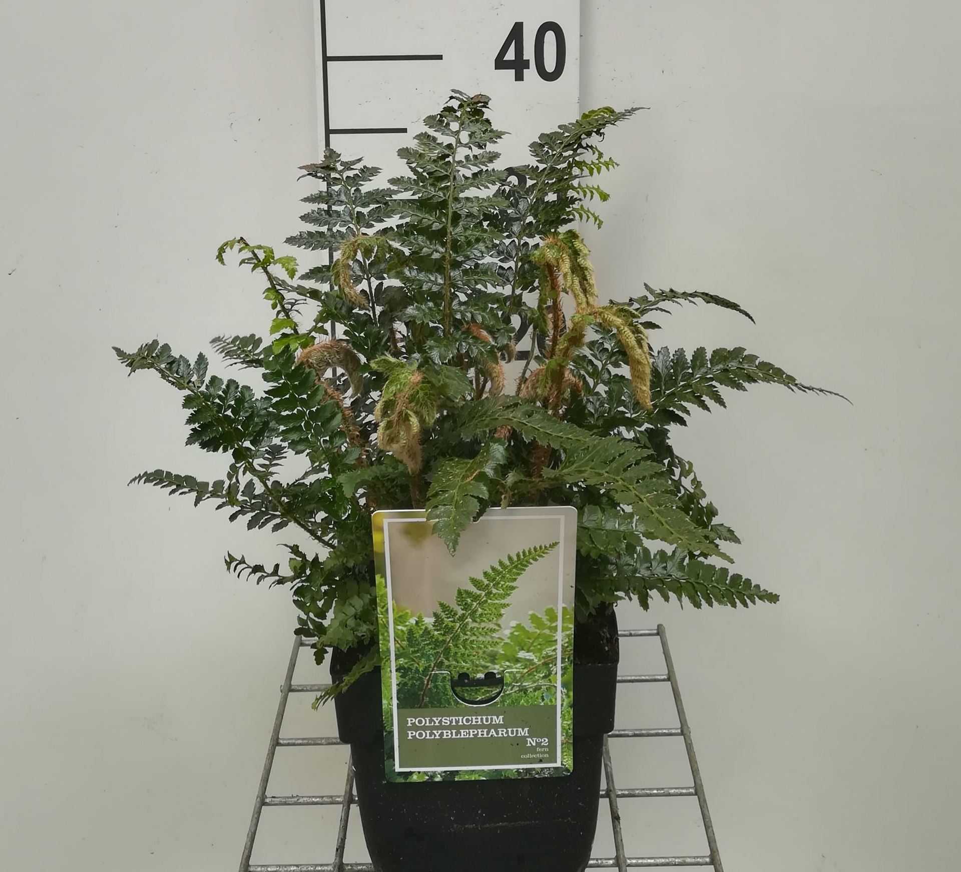 Polystichum polyblepharum - pot 2L